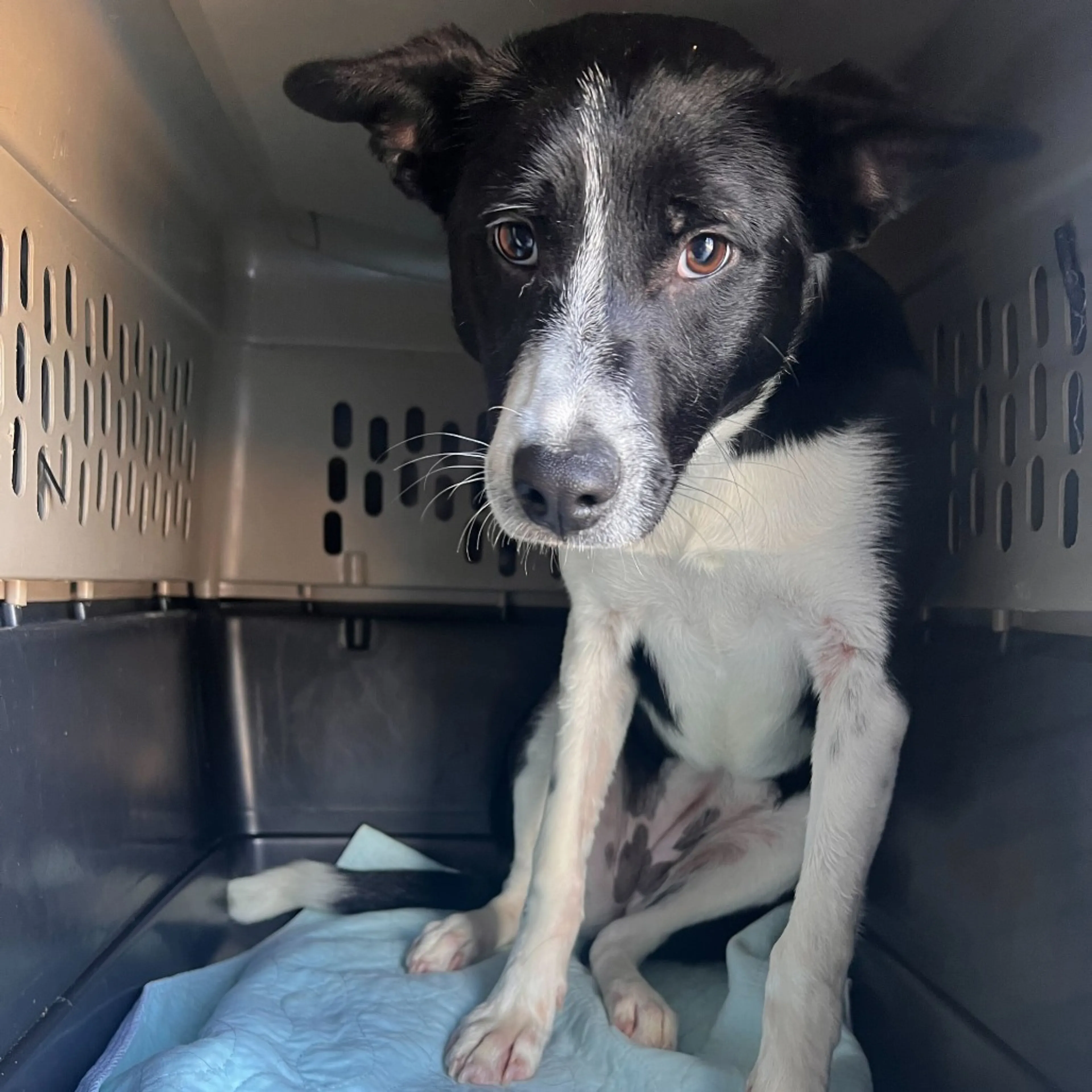 Found pet-3