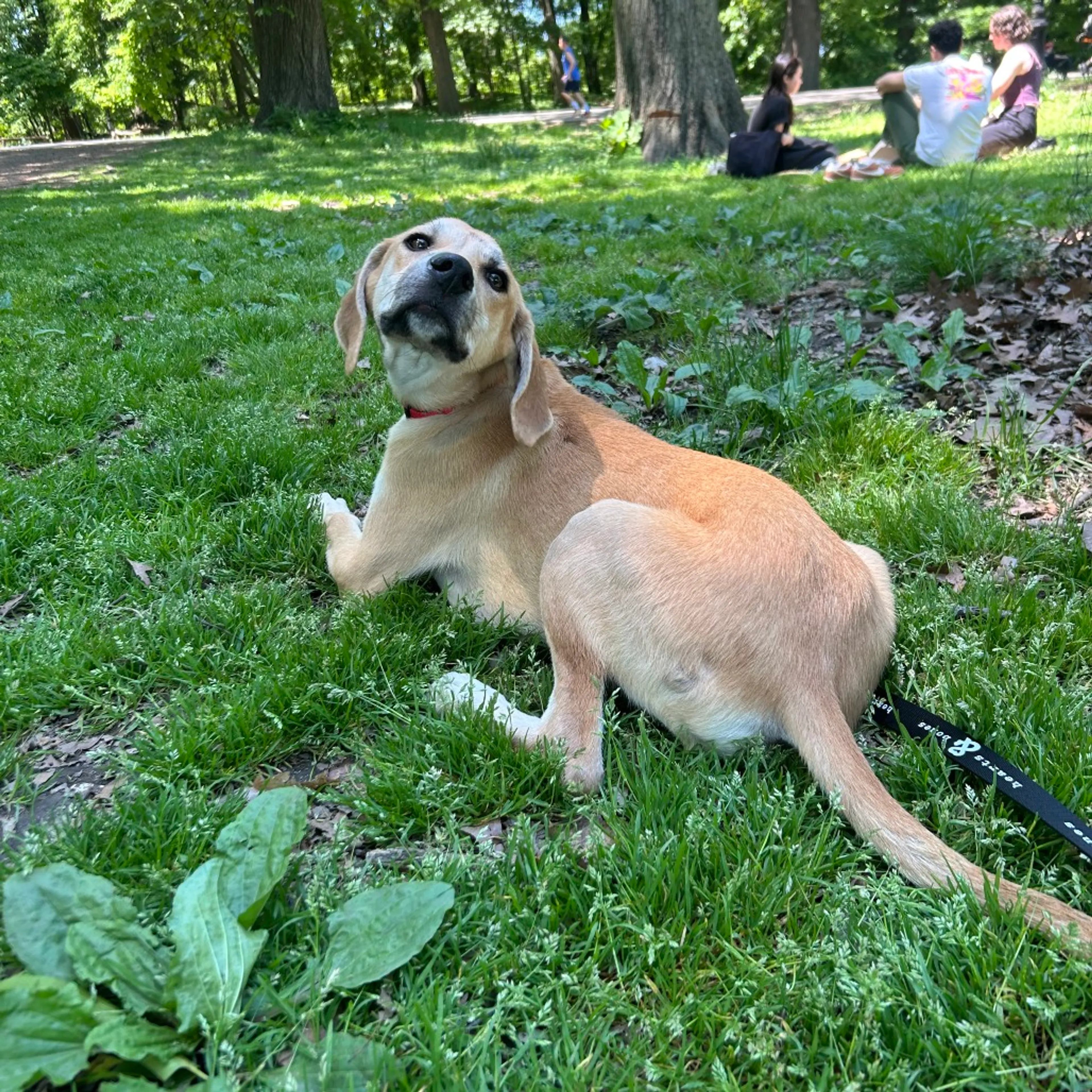 Found pet-6