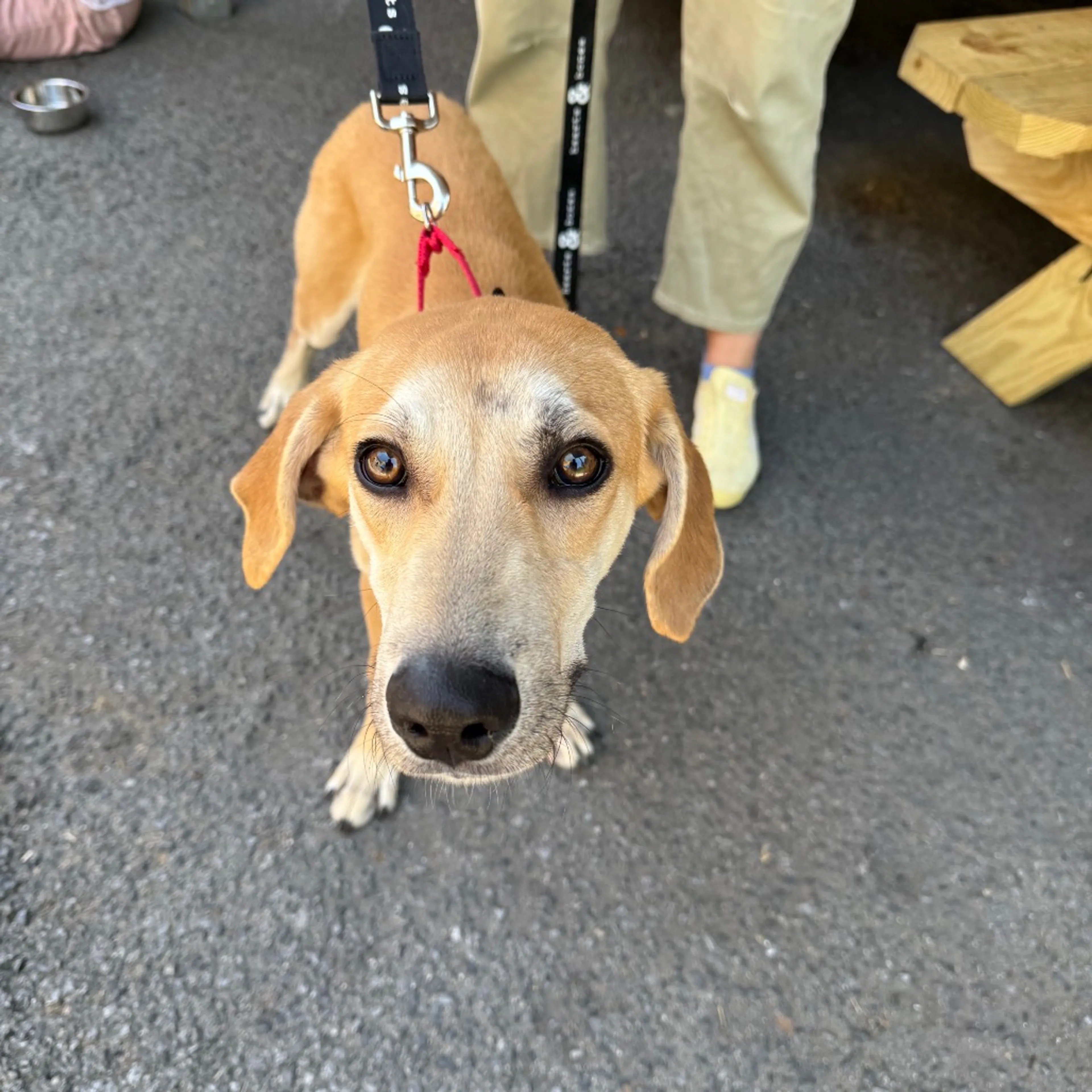 Found pet-3