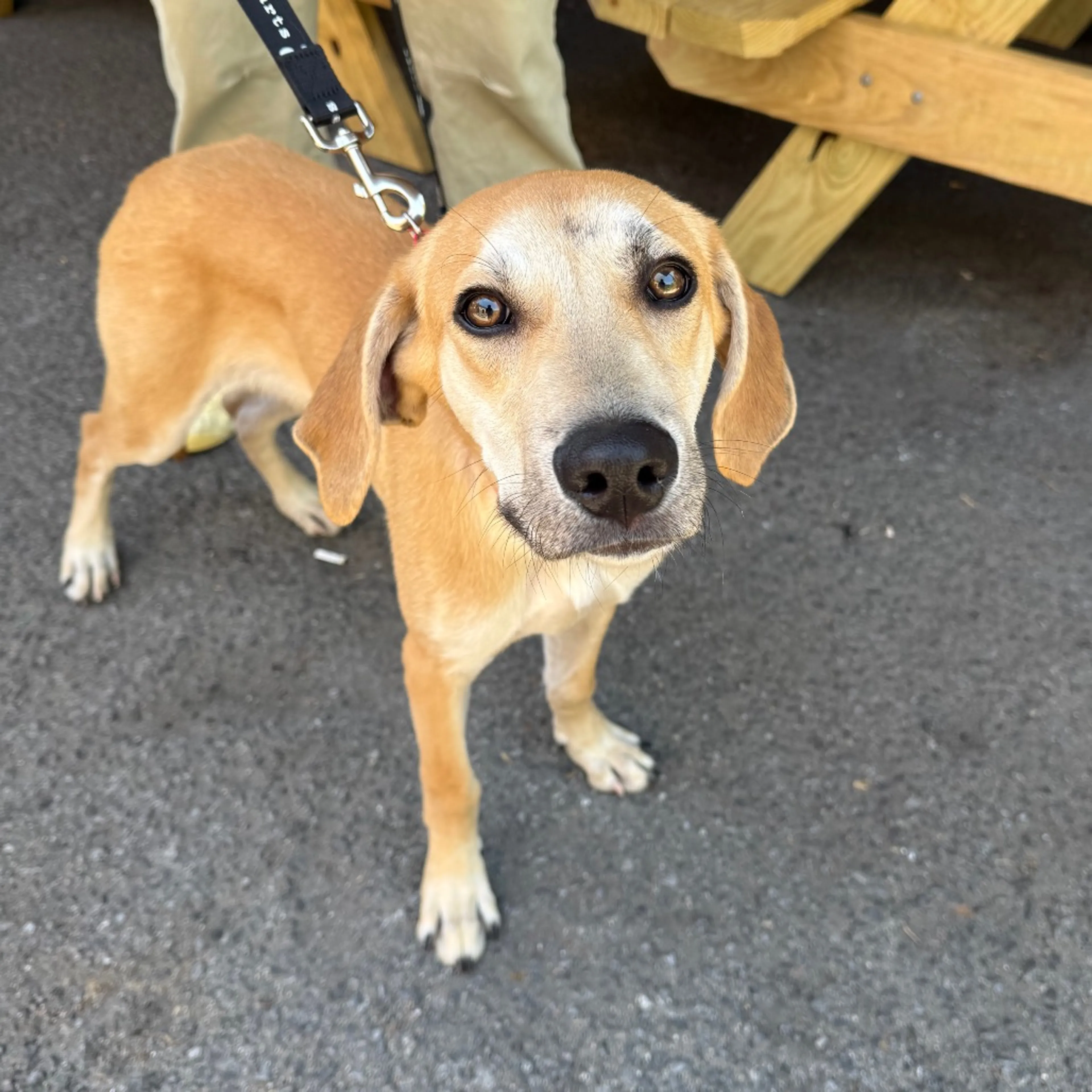 Found pet-4