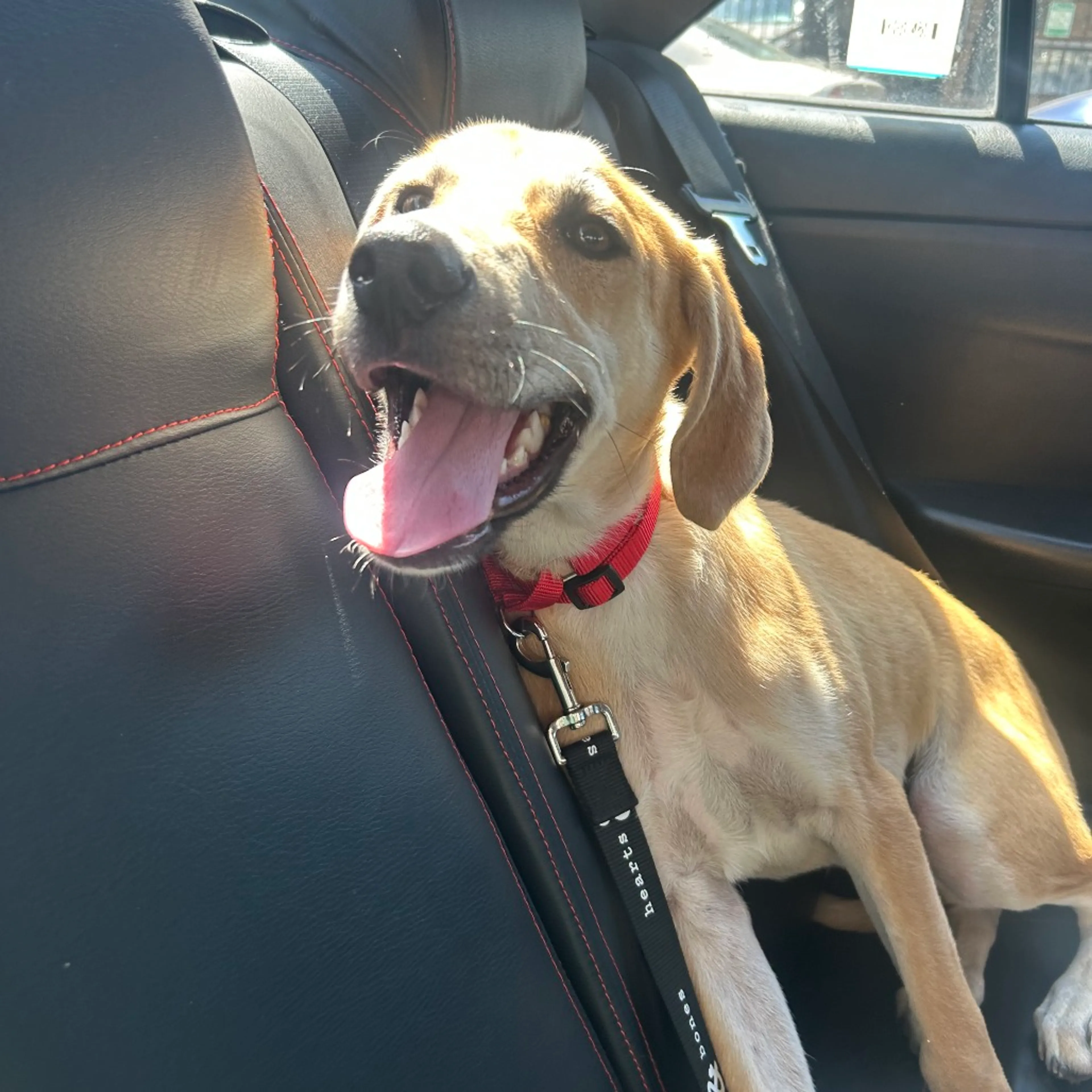 Found pet-10