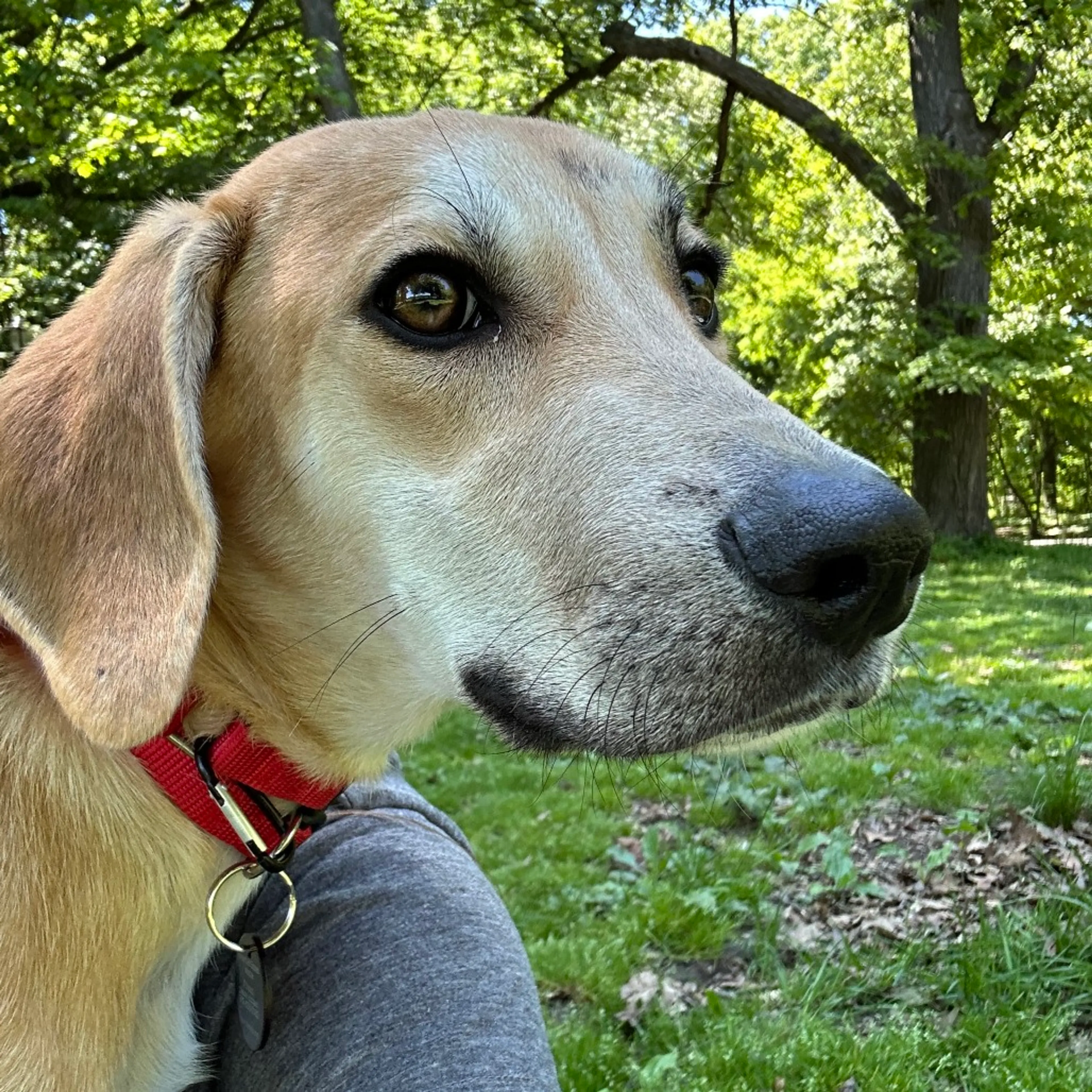 Found pet-7