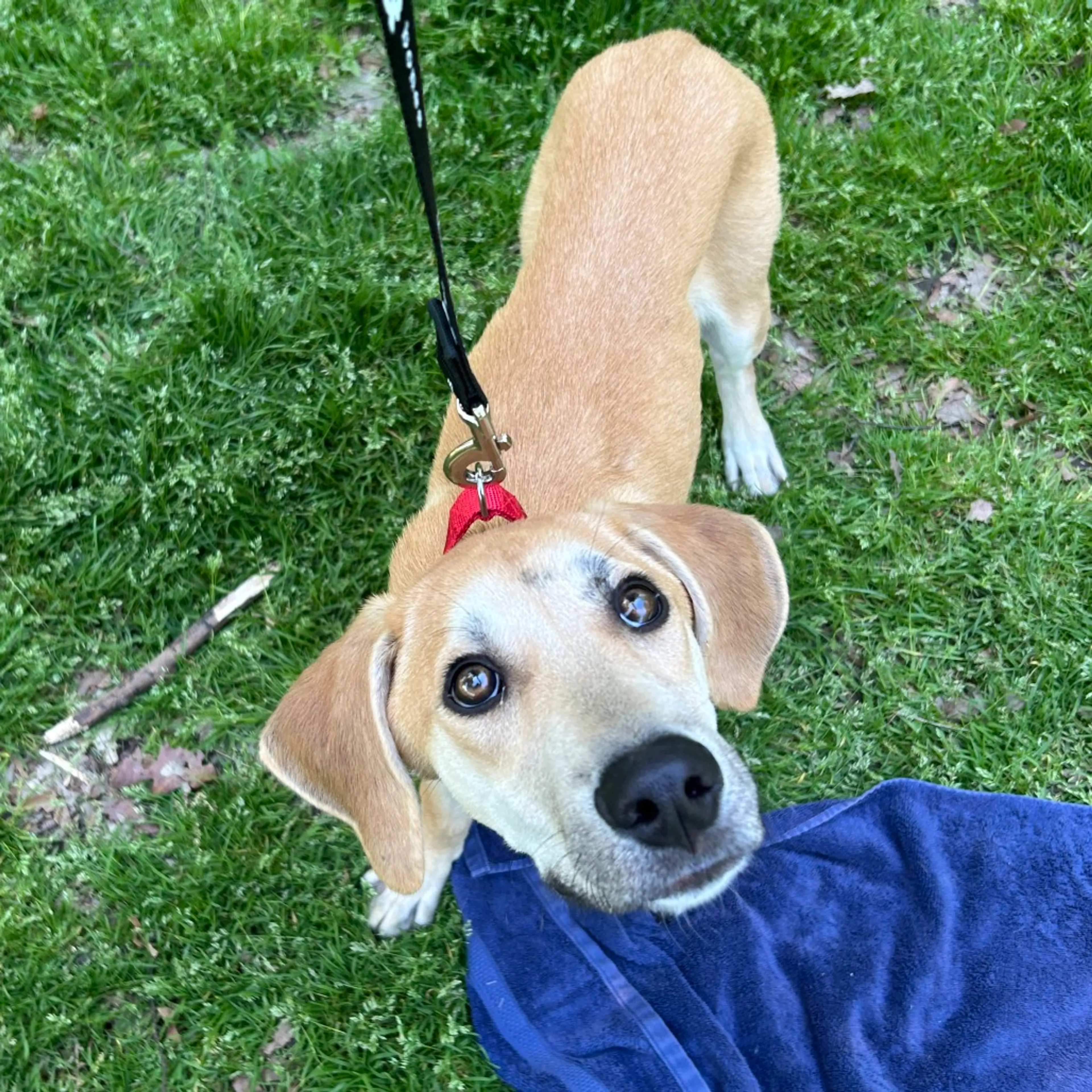 Found pet-8