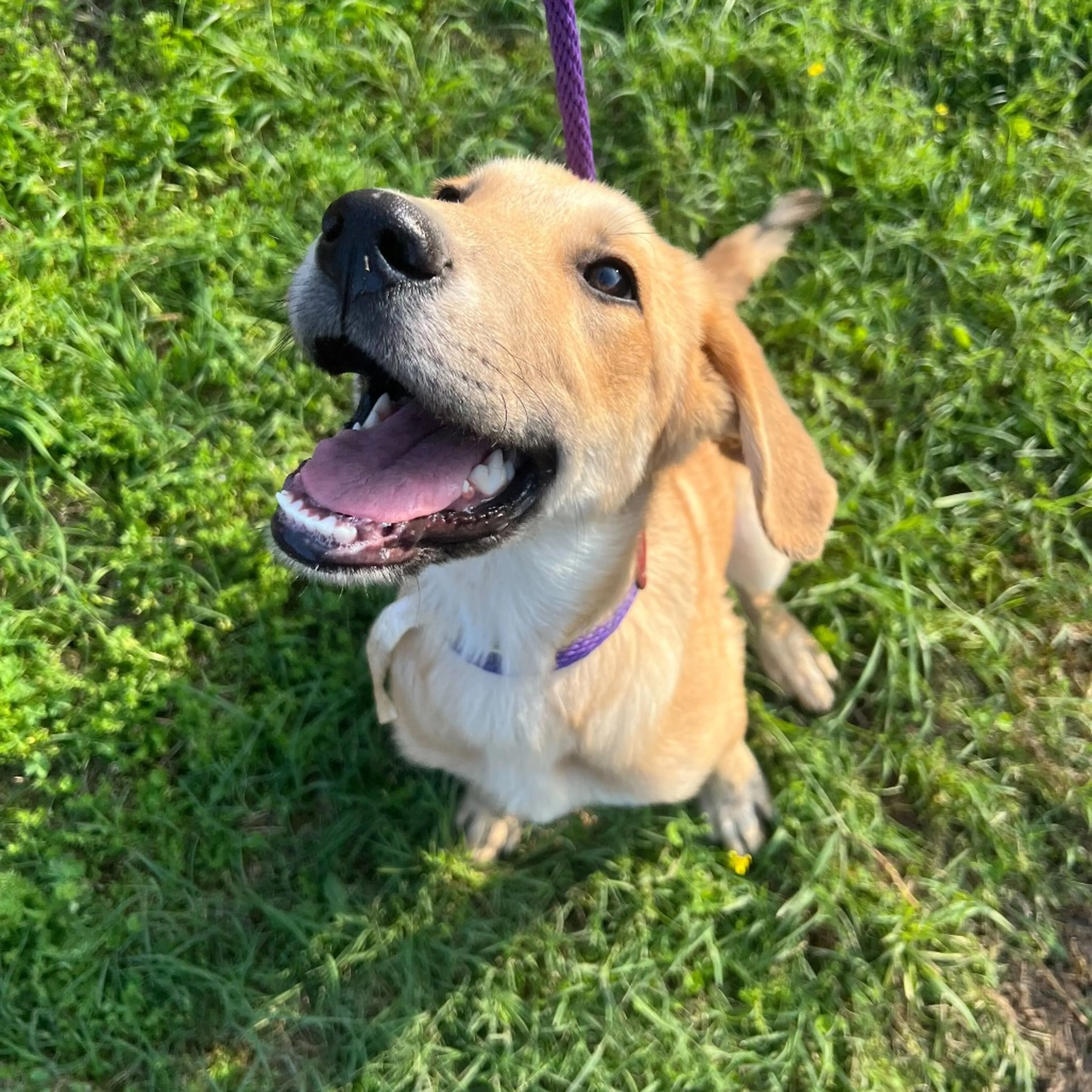 Found pet-1