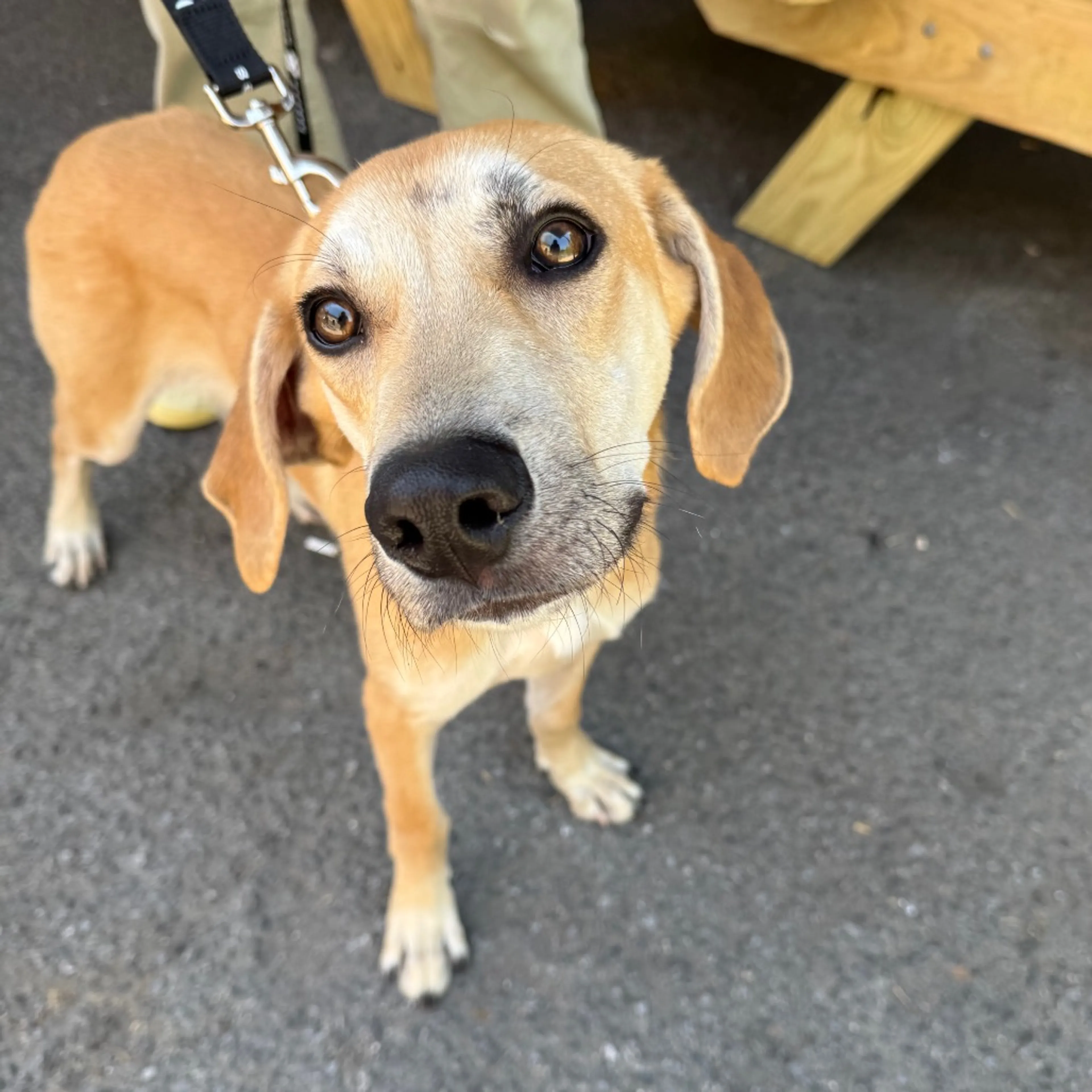Found pet-2
