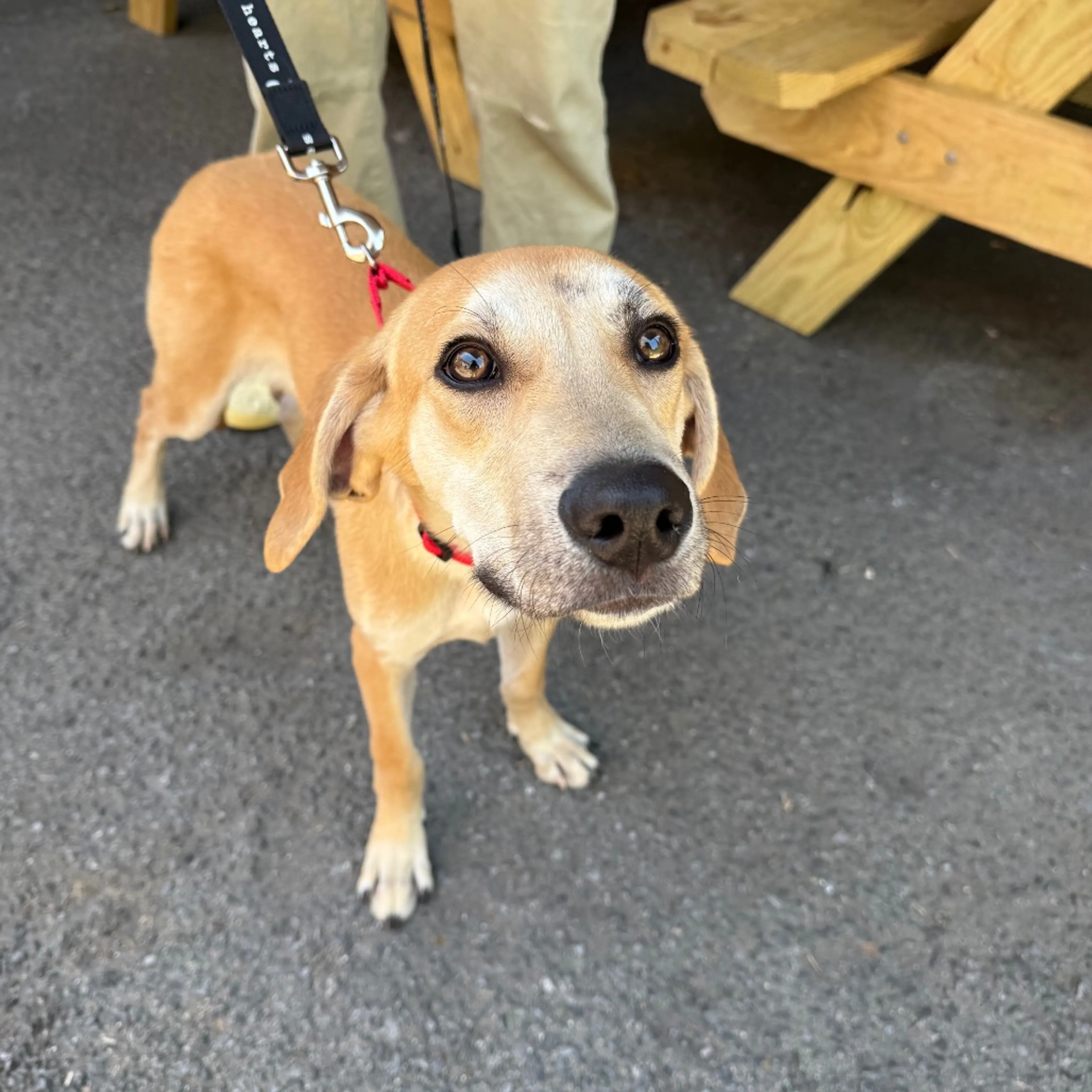 Found pet-5