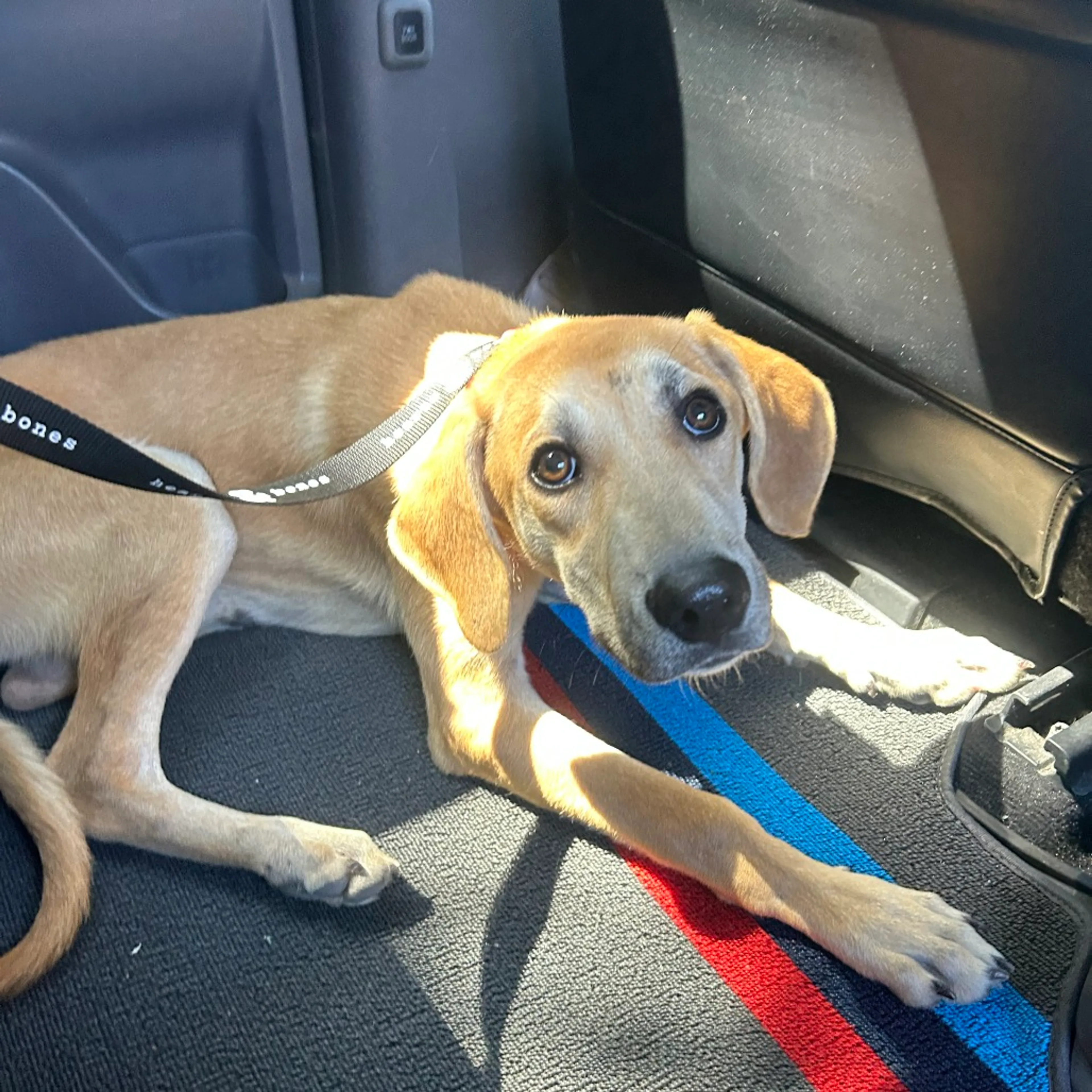 Found pet-9