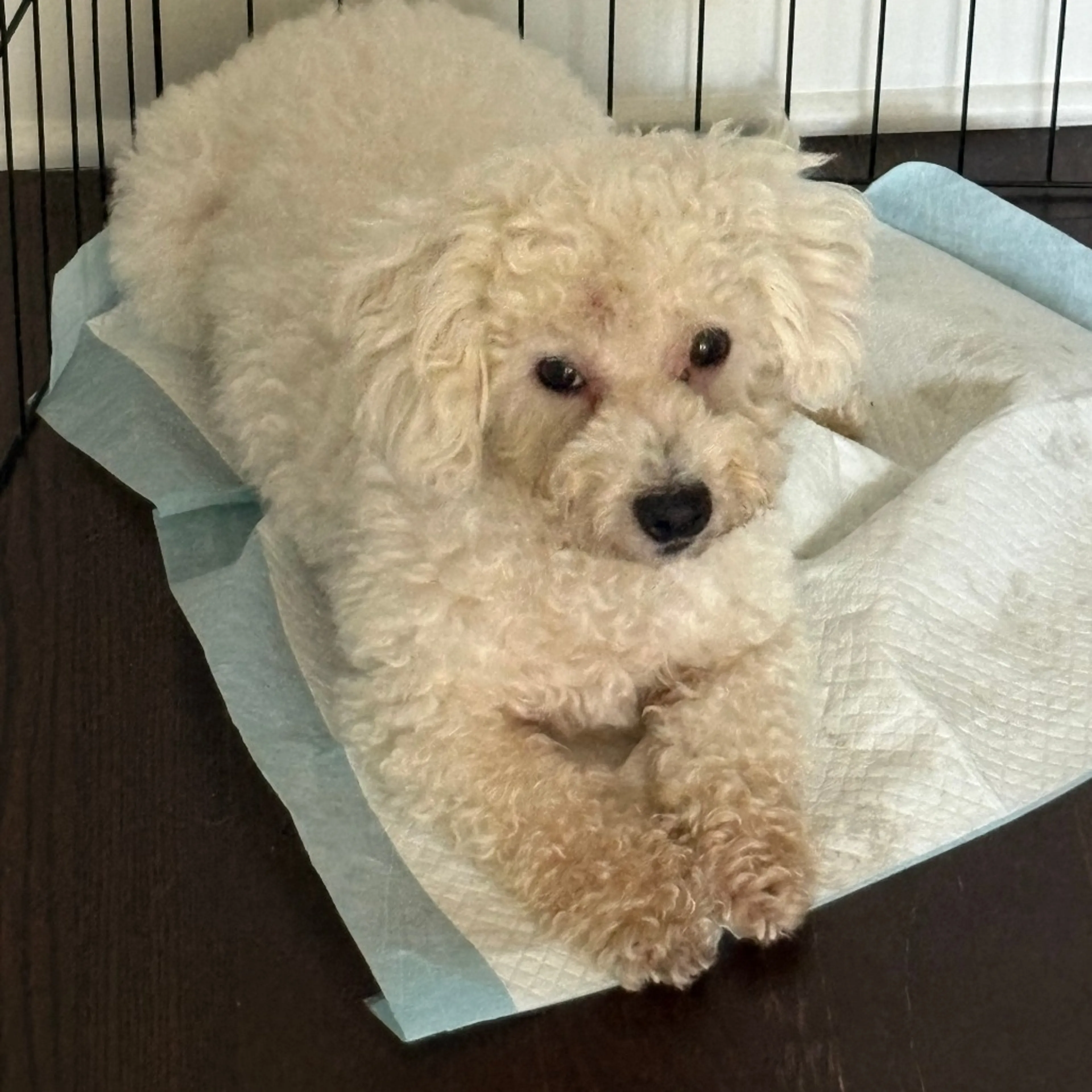 Found pet-1
