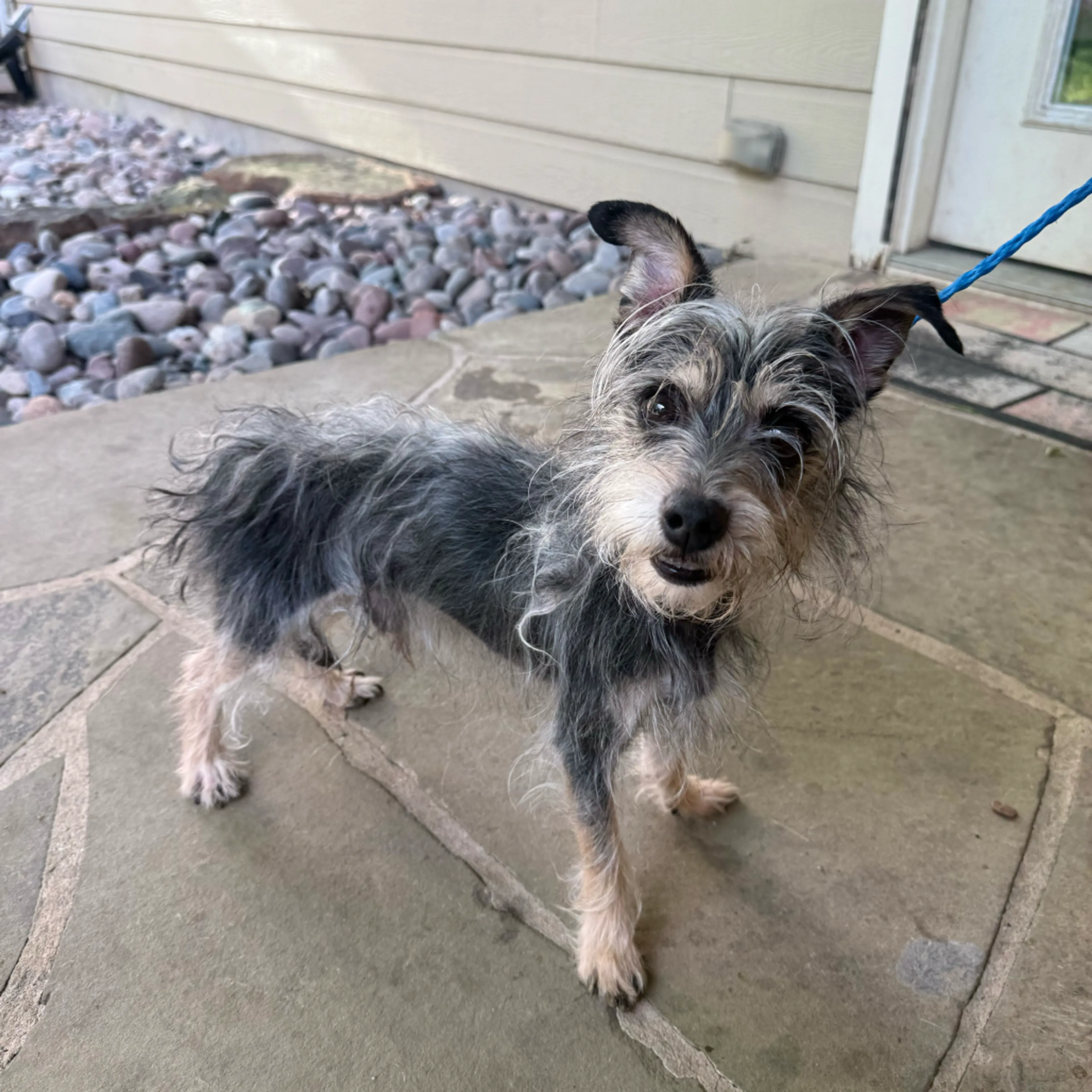 Found pet-2