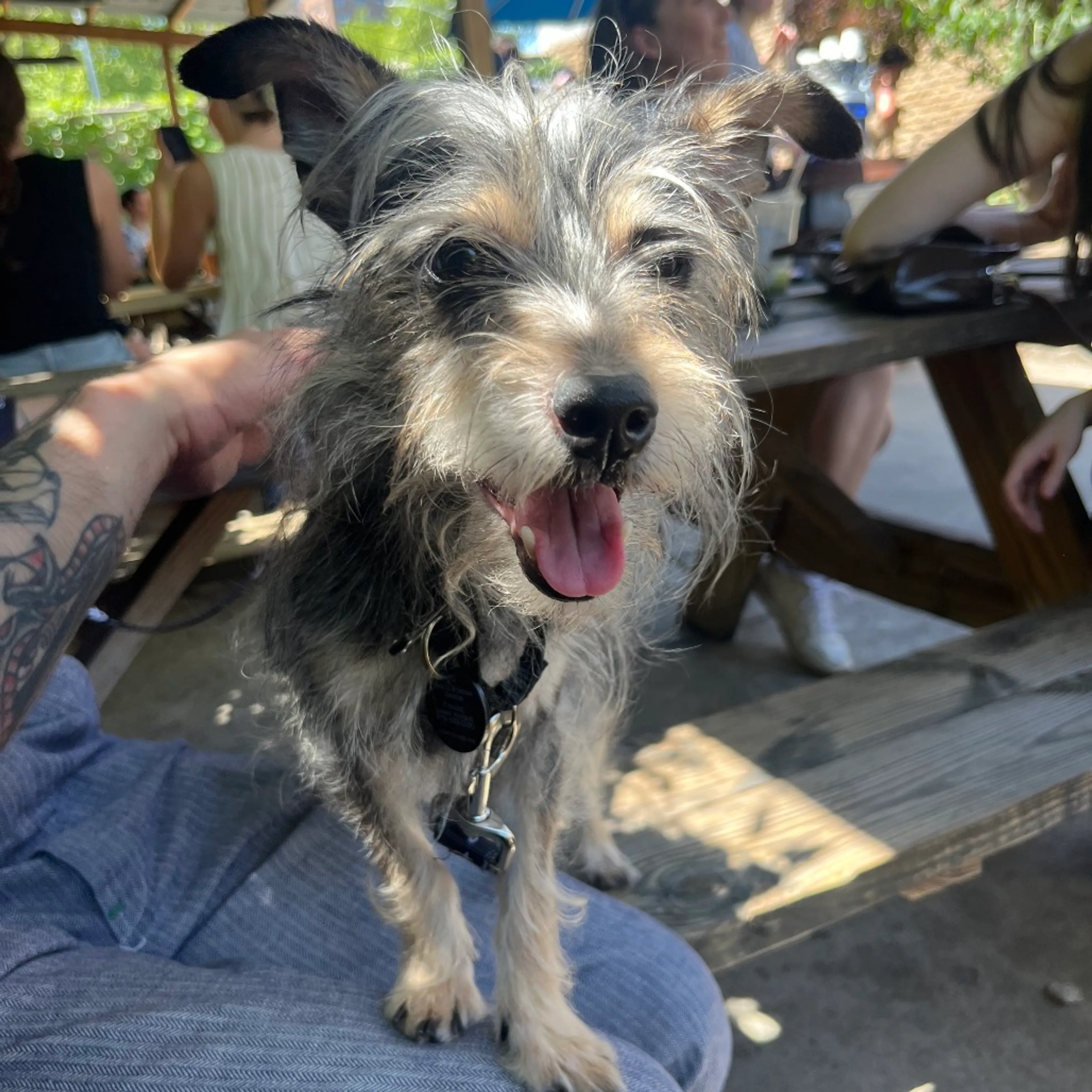 Found pet-8