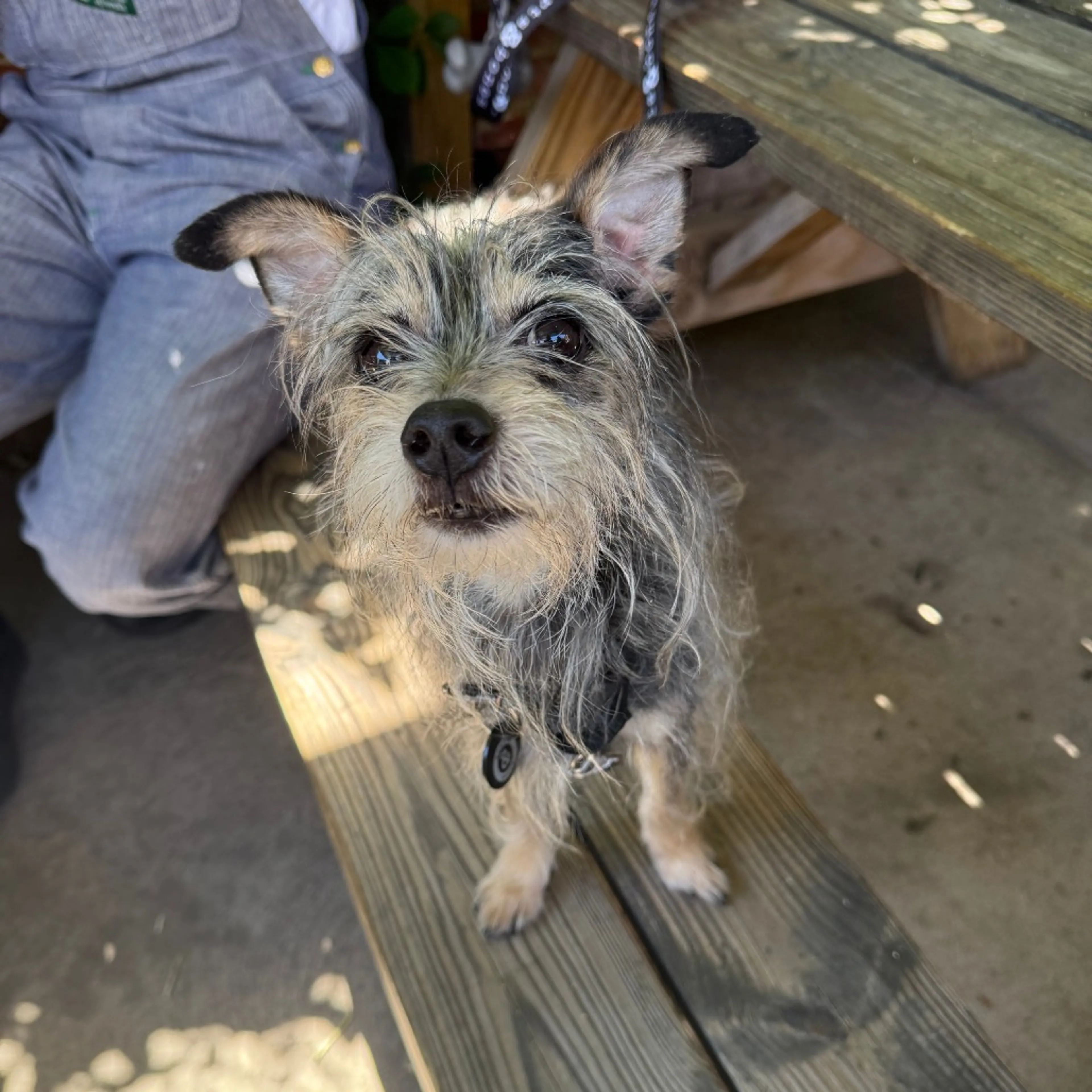 Found pet-4