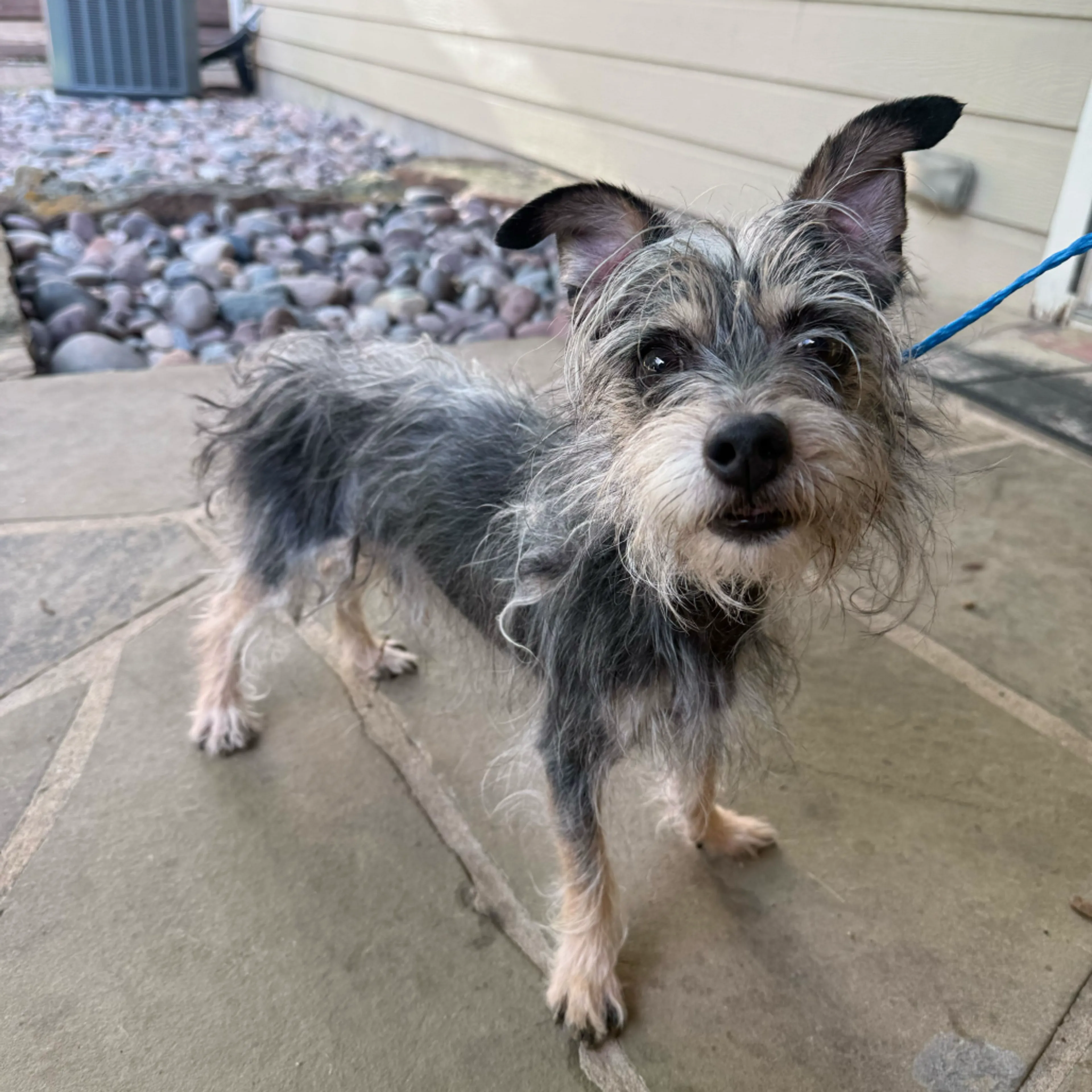 Found pet-1