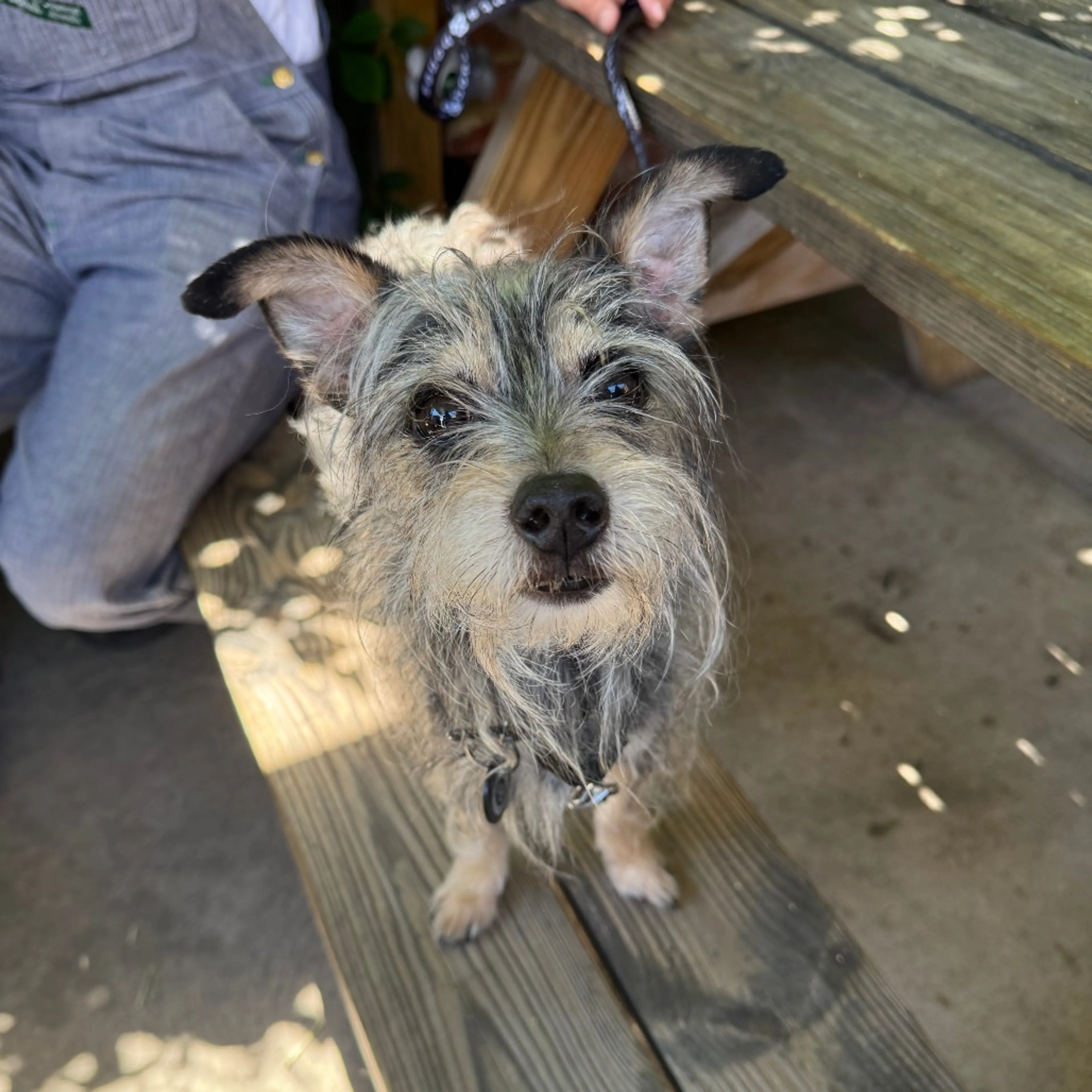 Found pet-5