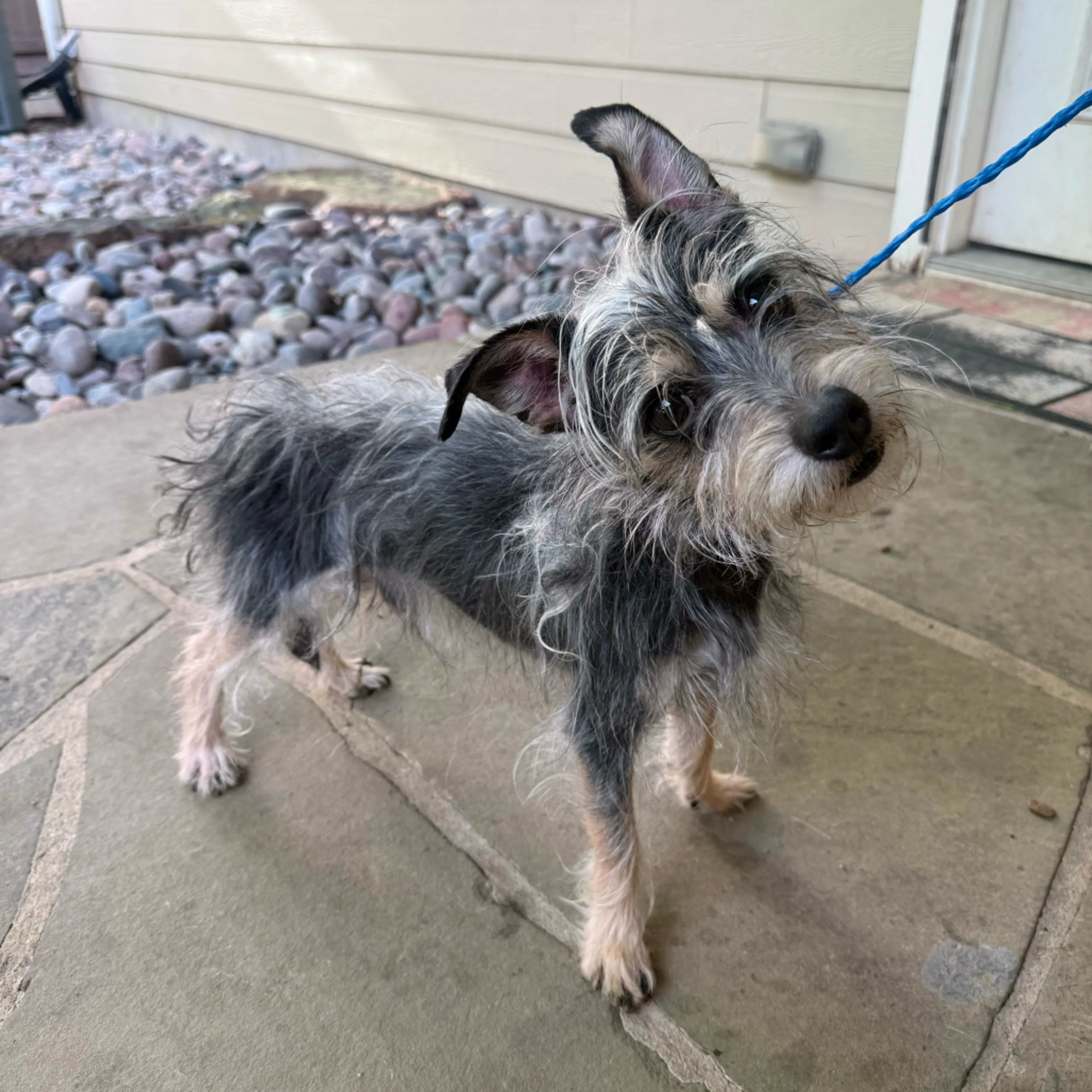 Found pet-3