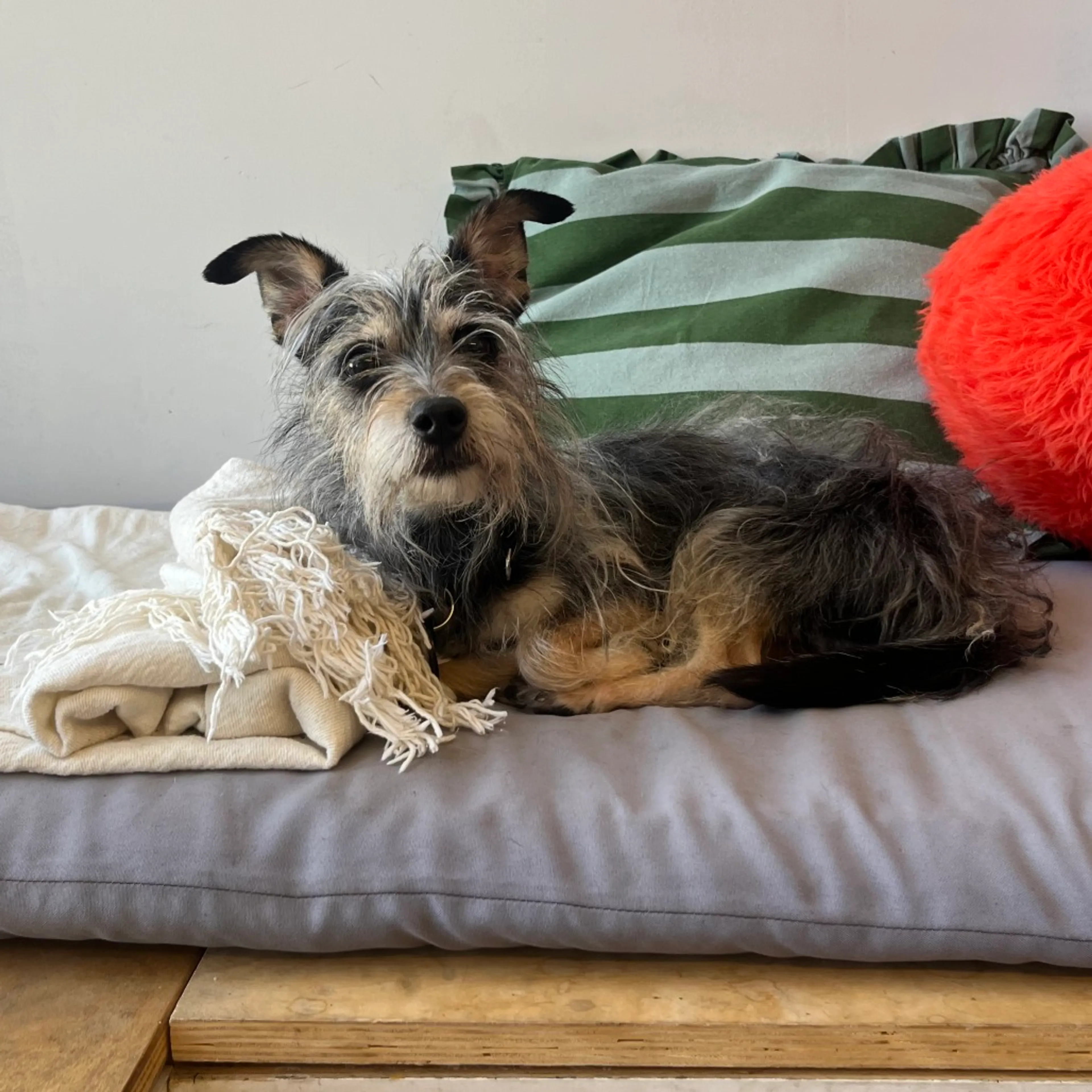 Found pet-9