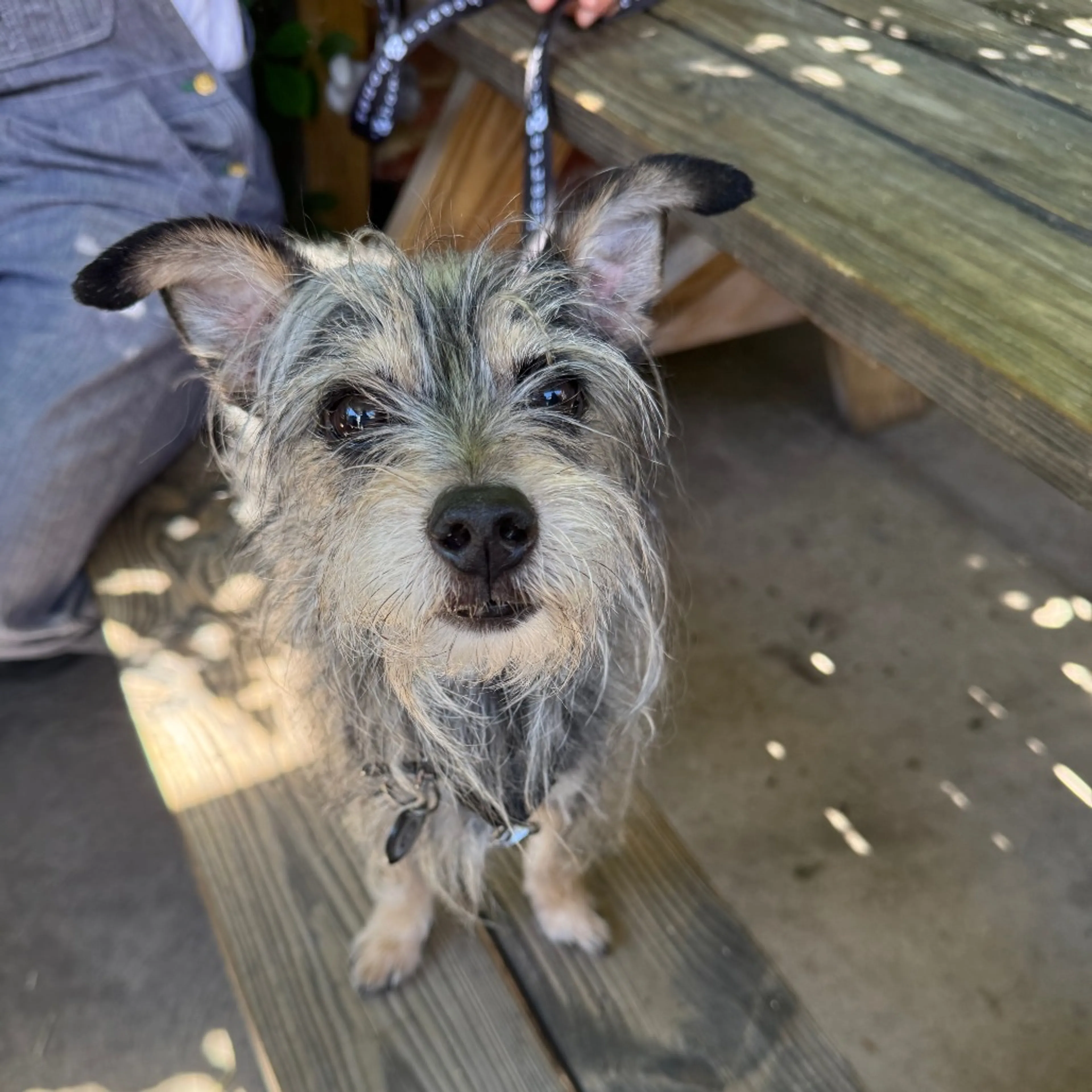 Found pet-6