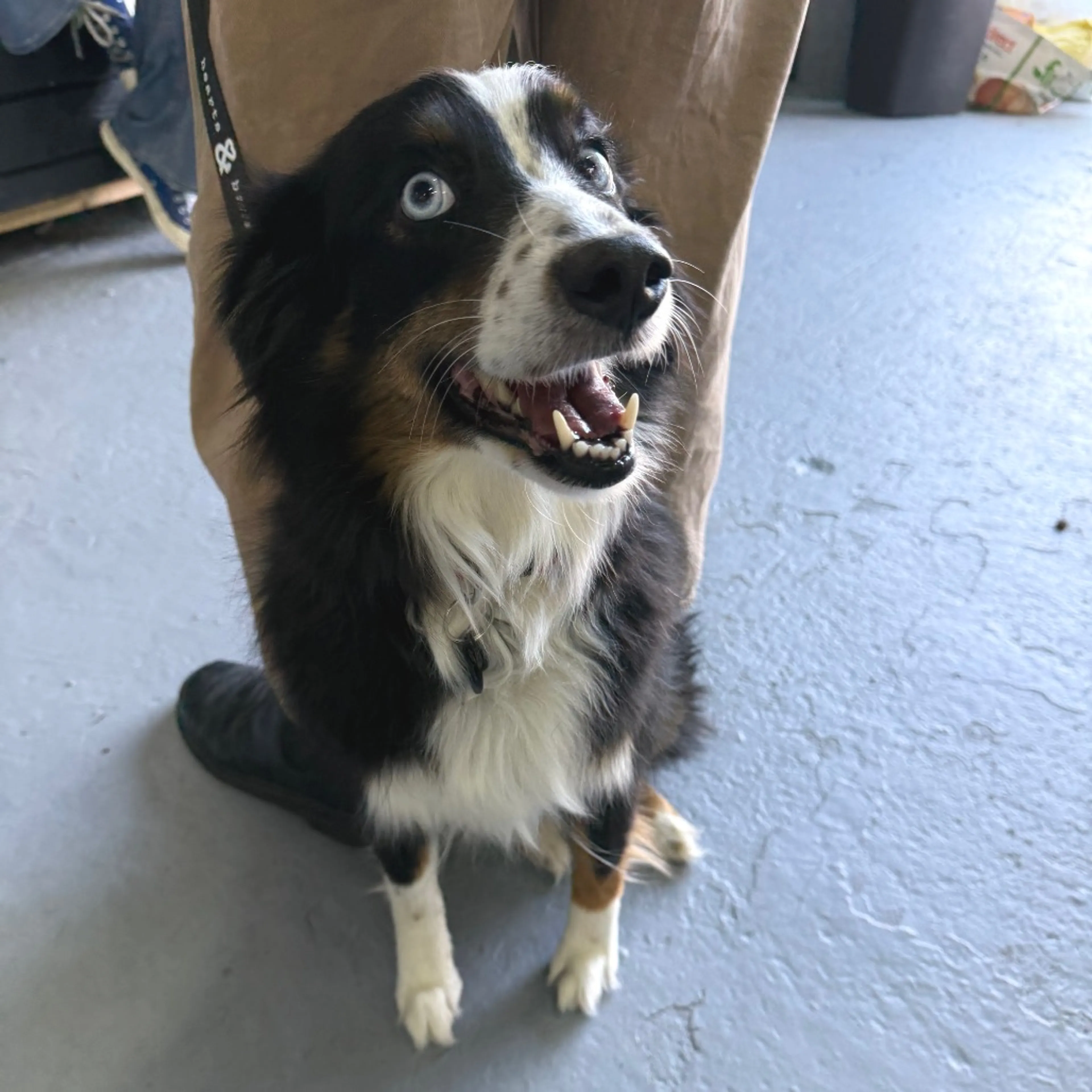 Found pet-2