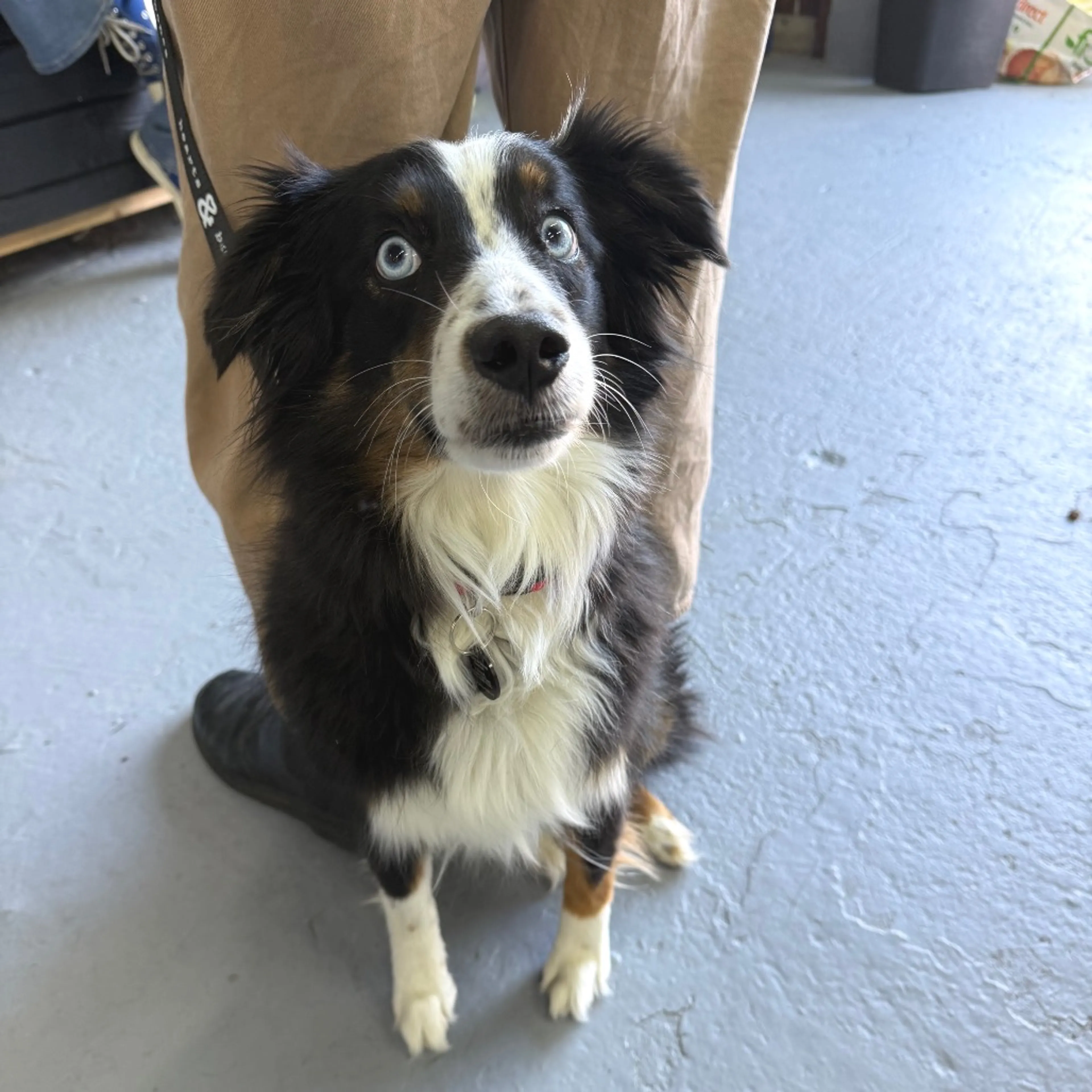 Found pet-0