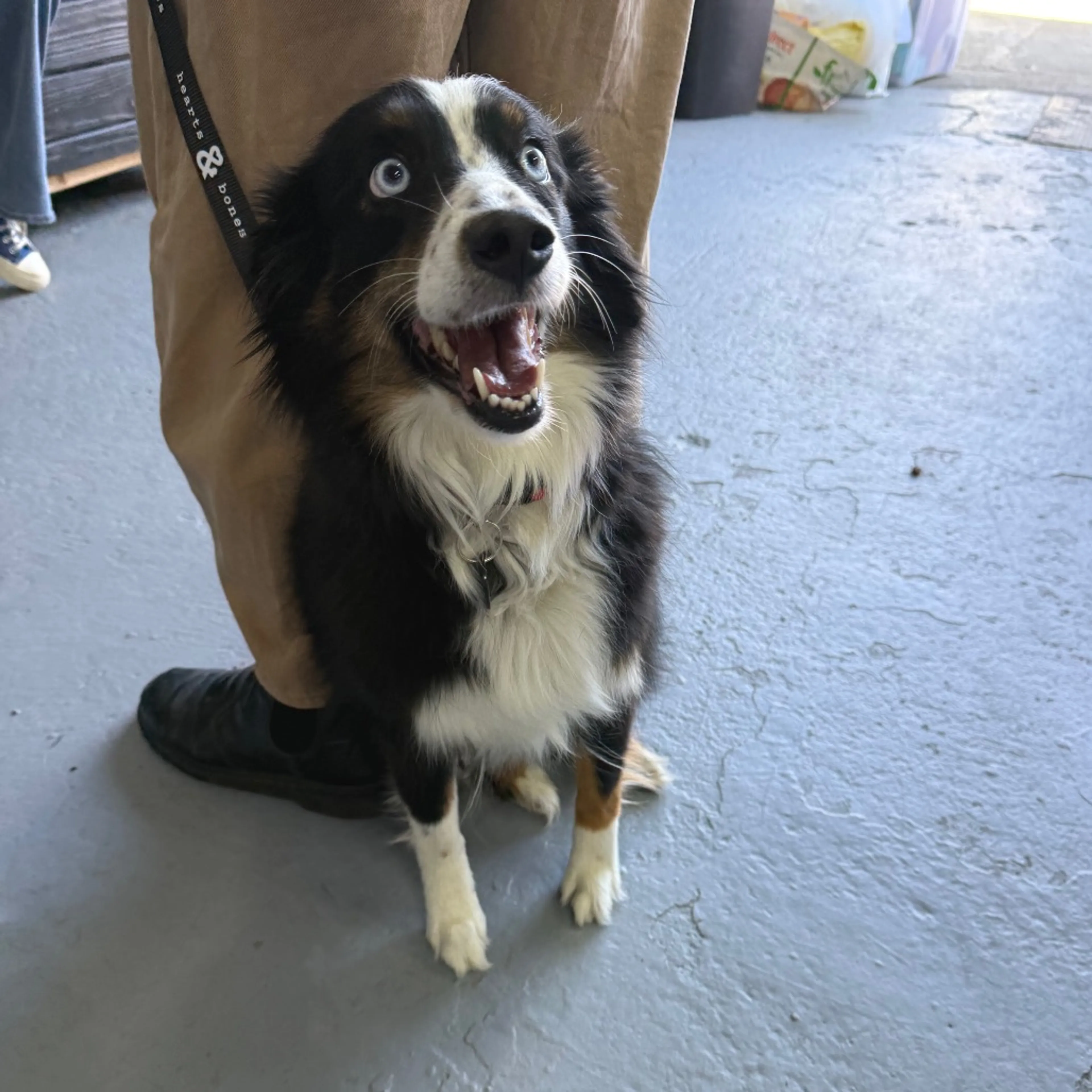 Found pet-1