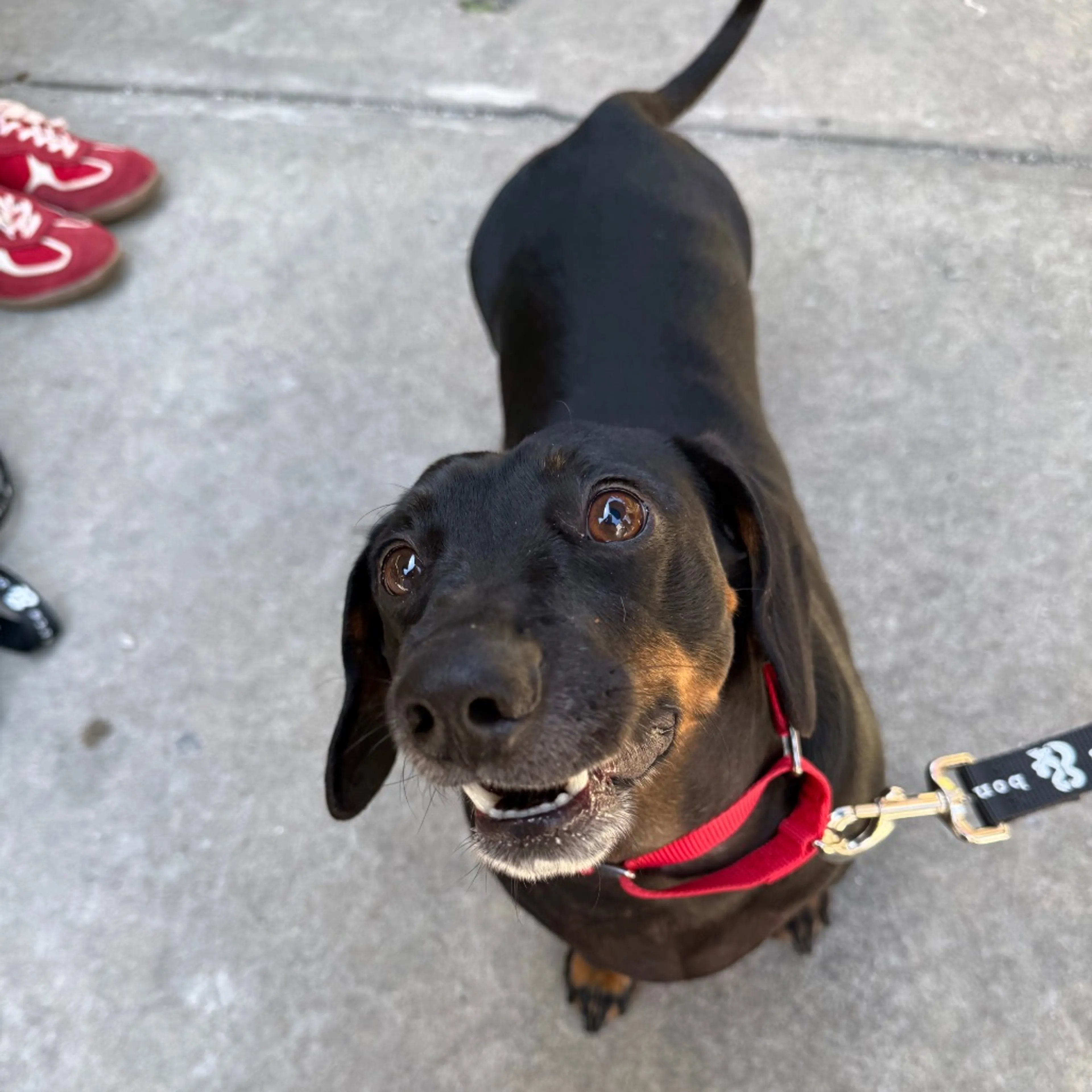 Found pet-5
