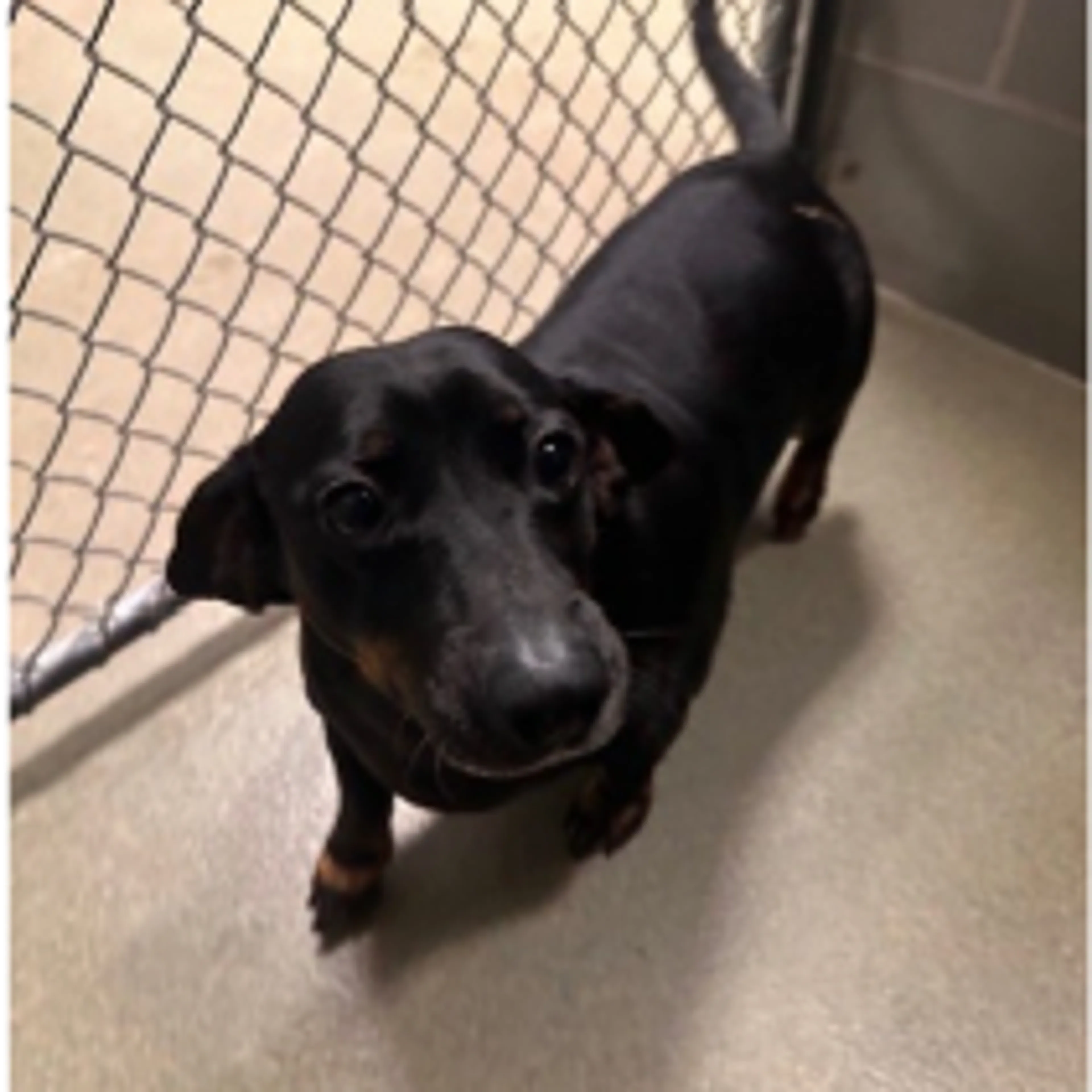 Found pet