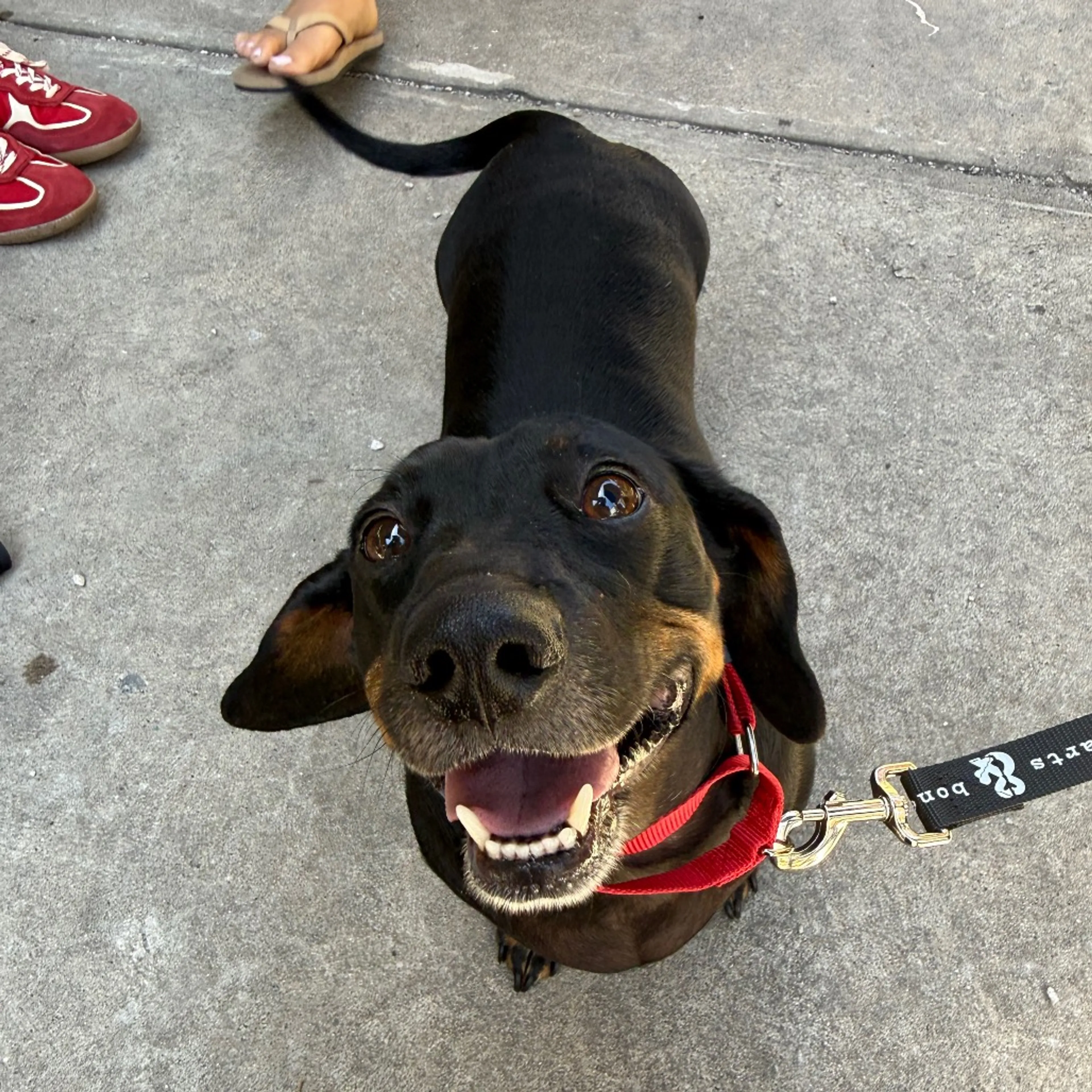 Found pet-3