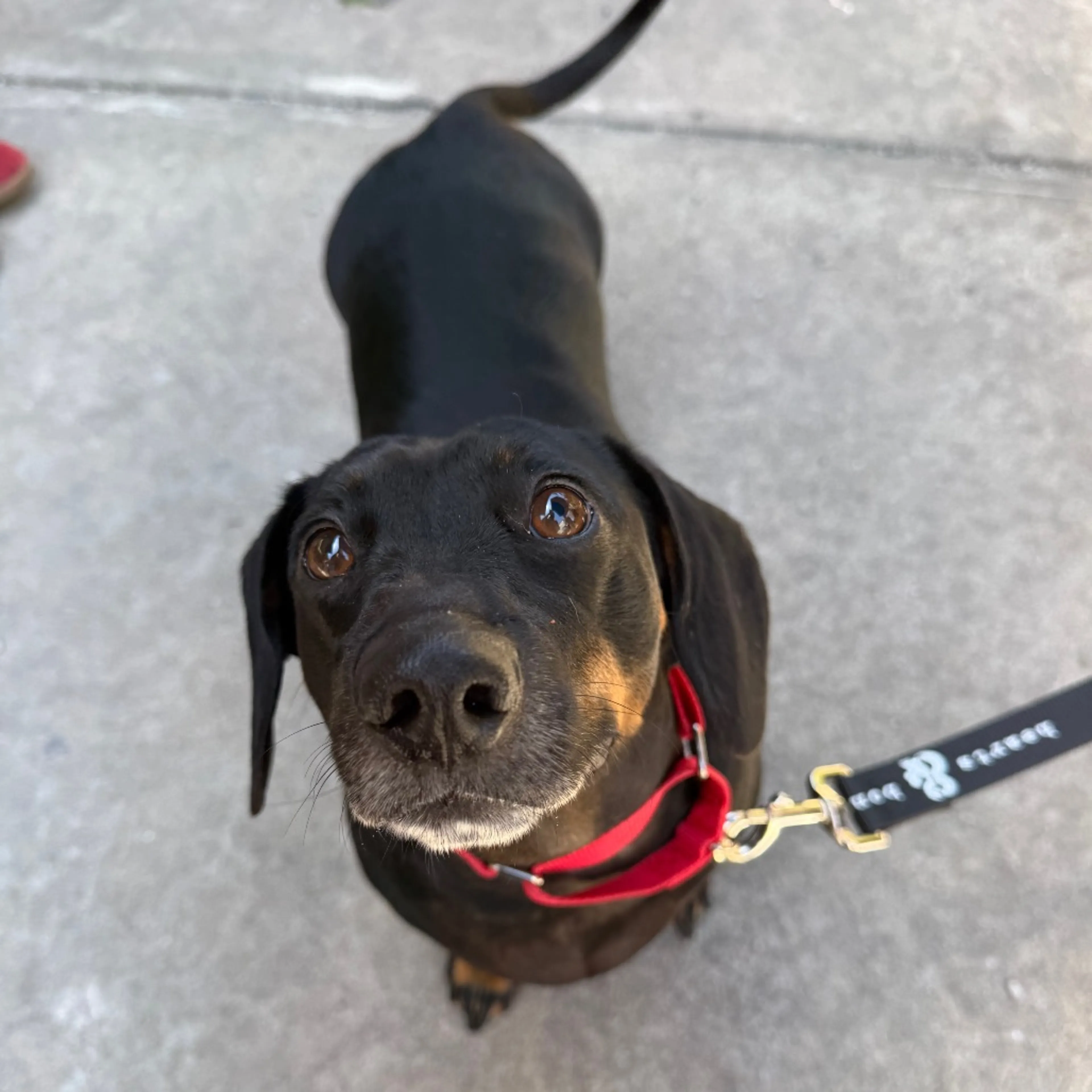 Found pet-6
