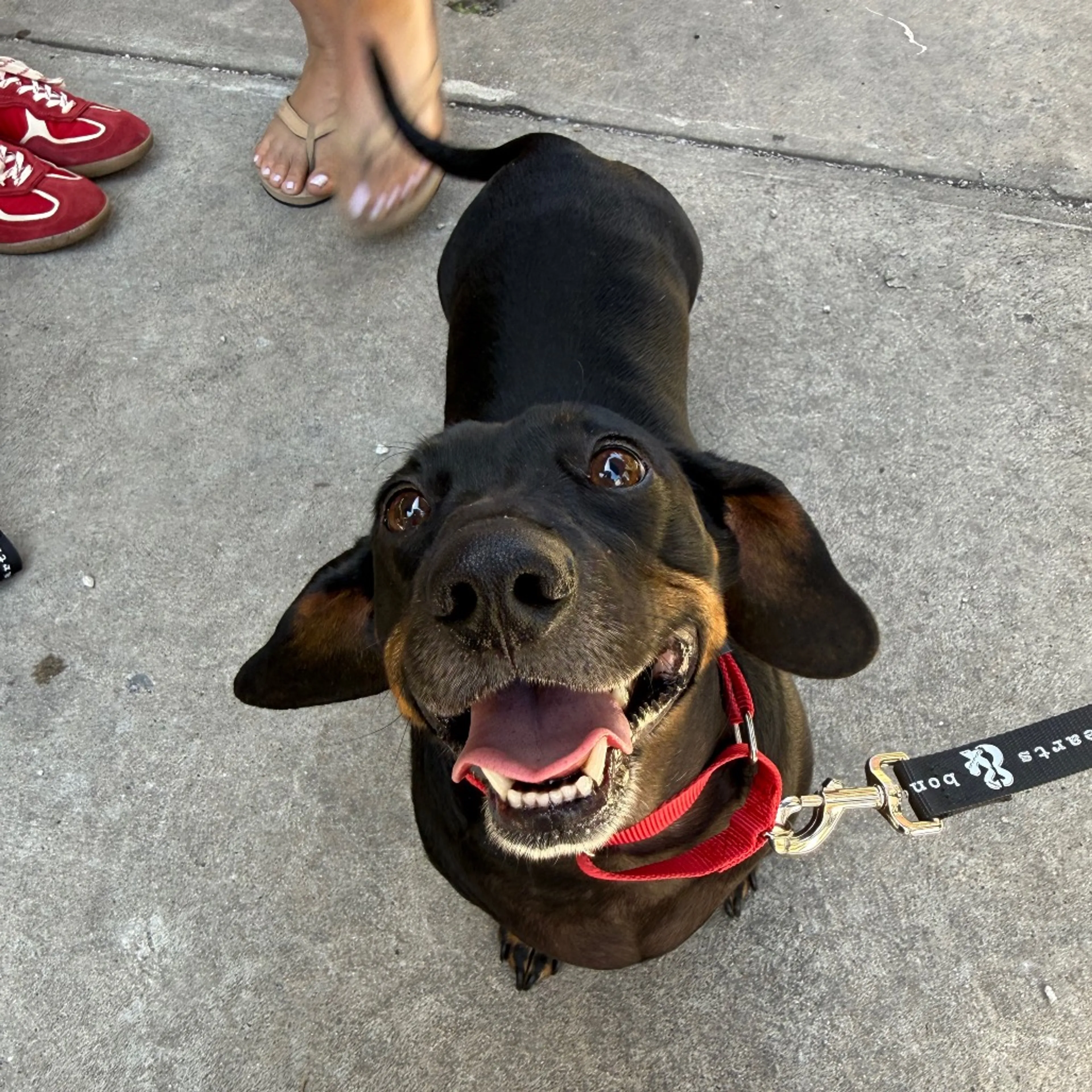 Found pet-4
