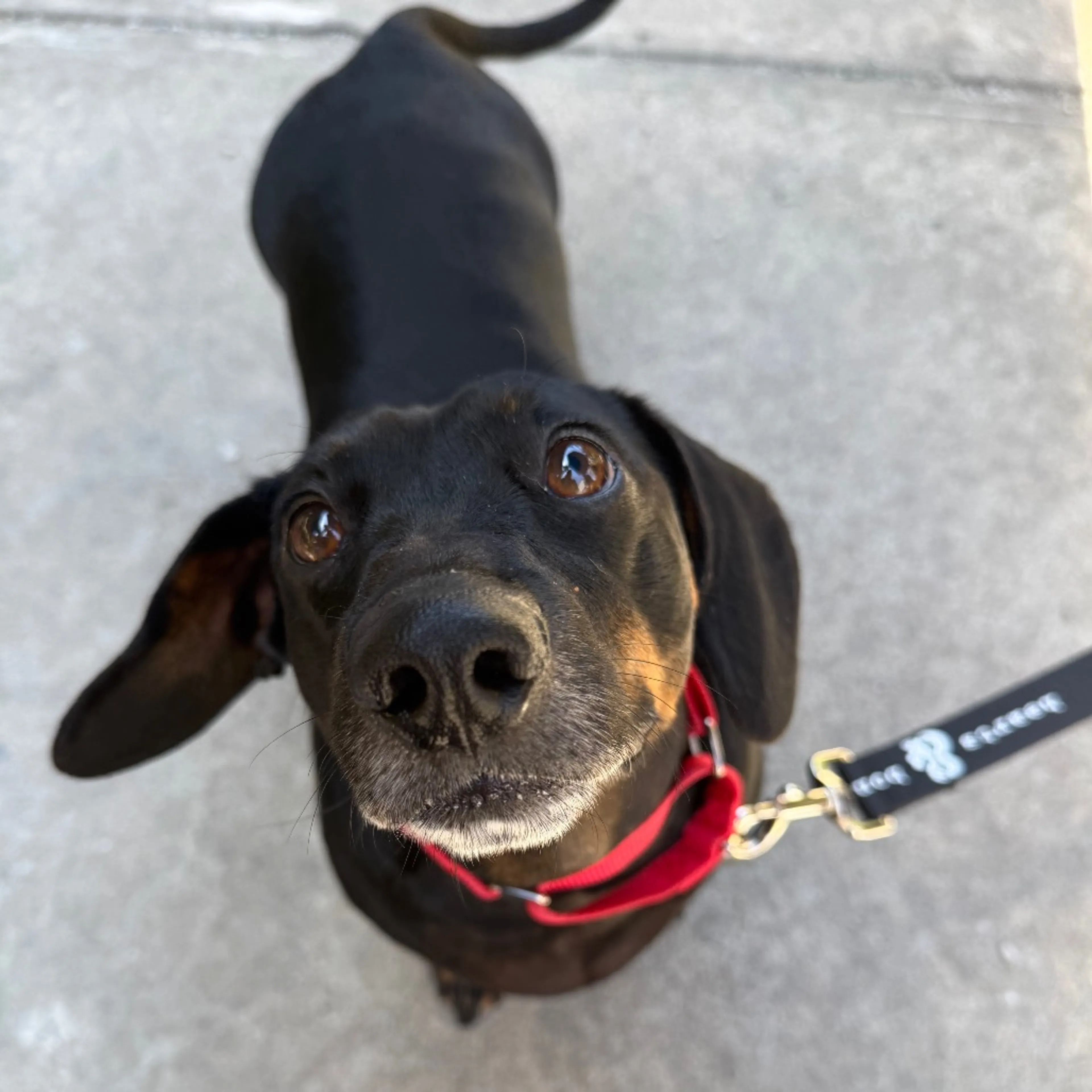 Found pet-2
