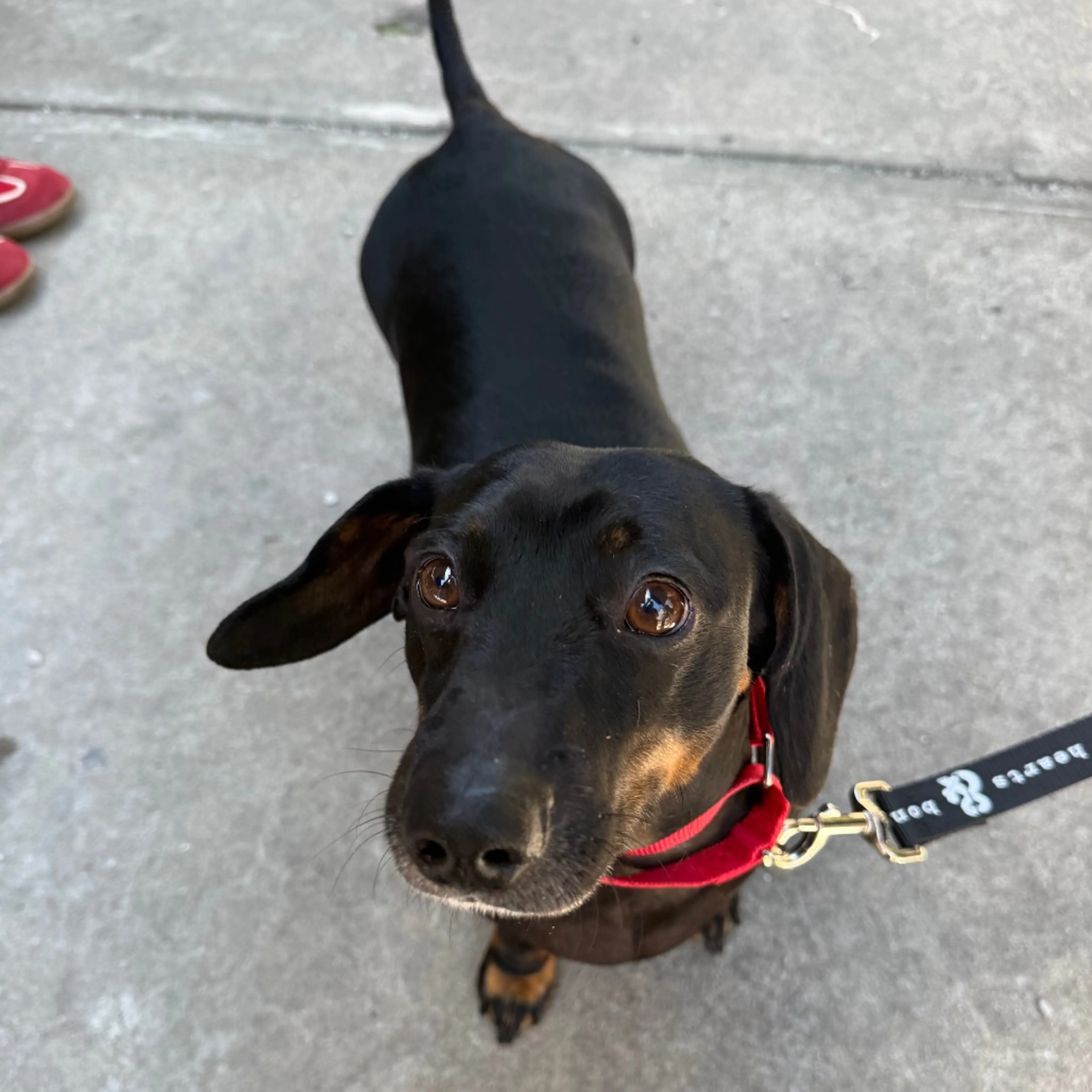 Found pet-7