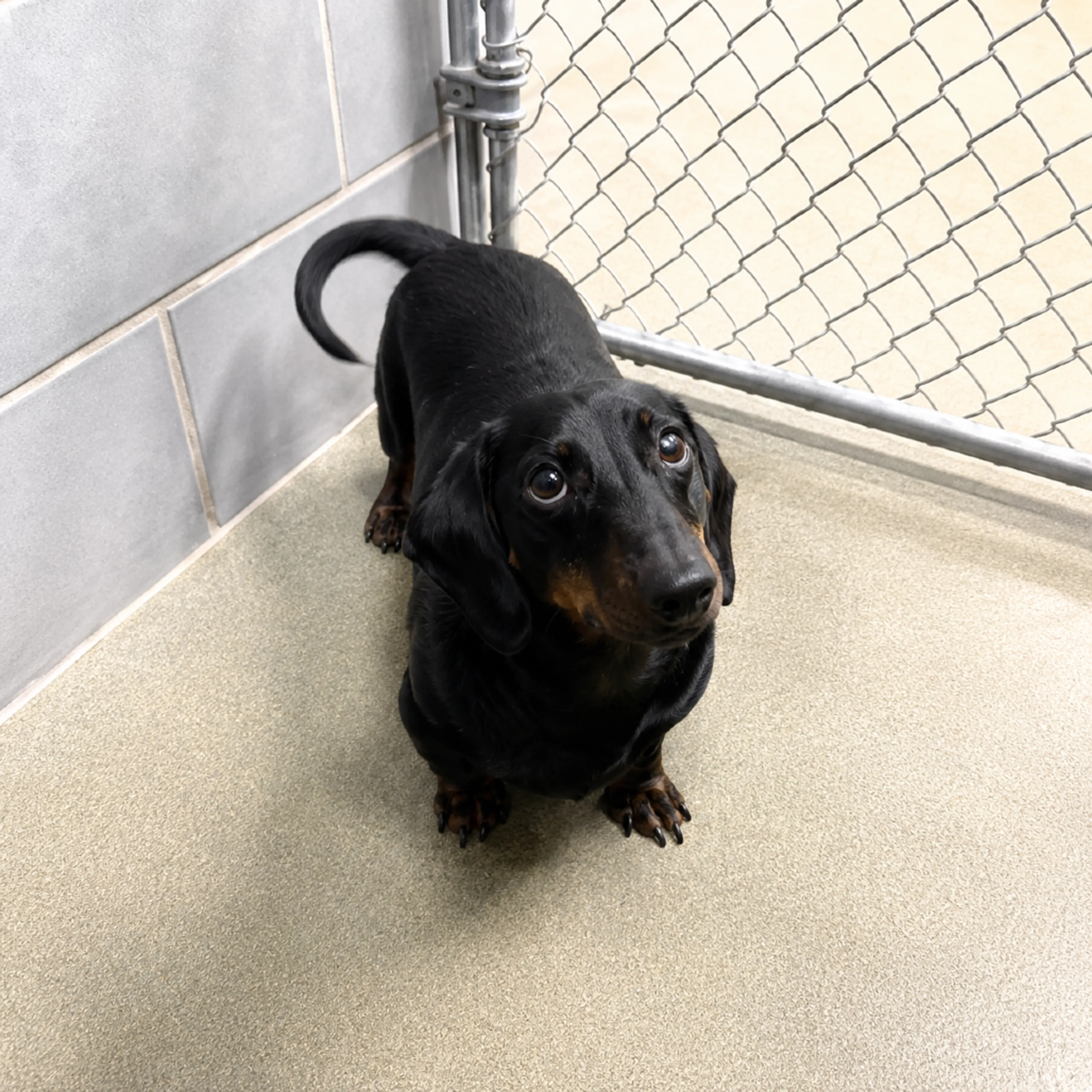 Found pet