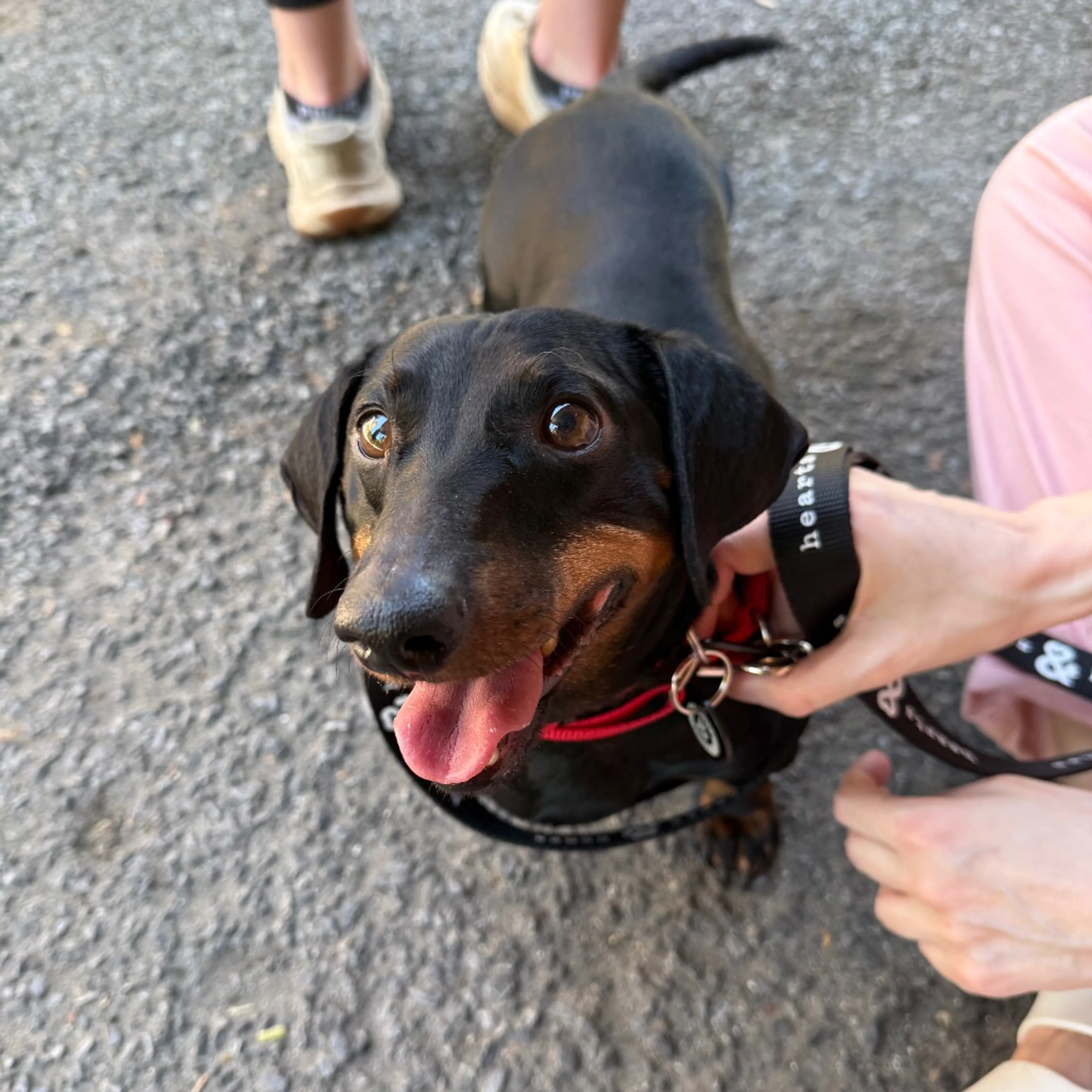 Found pet-2