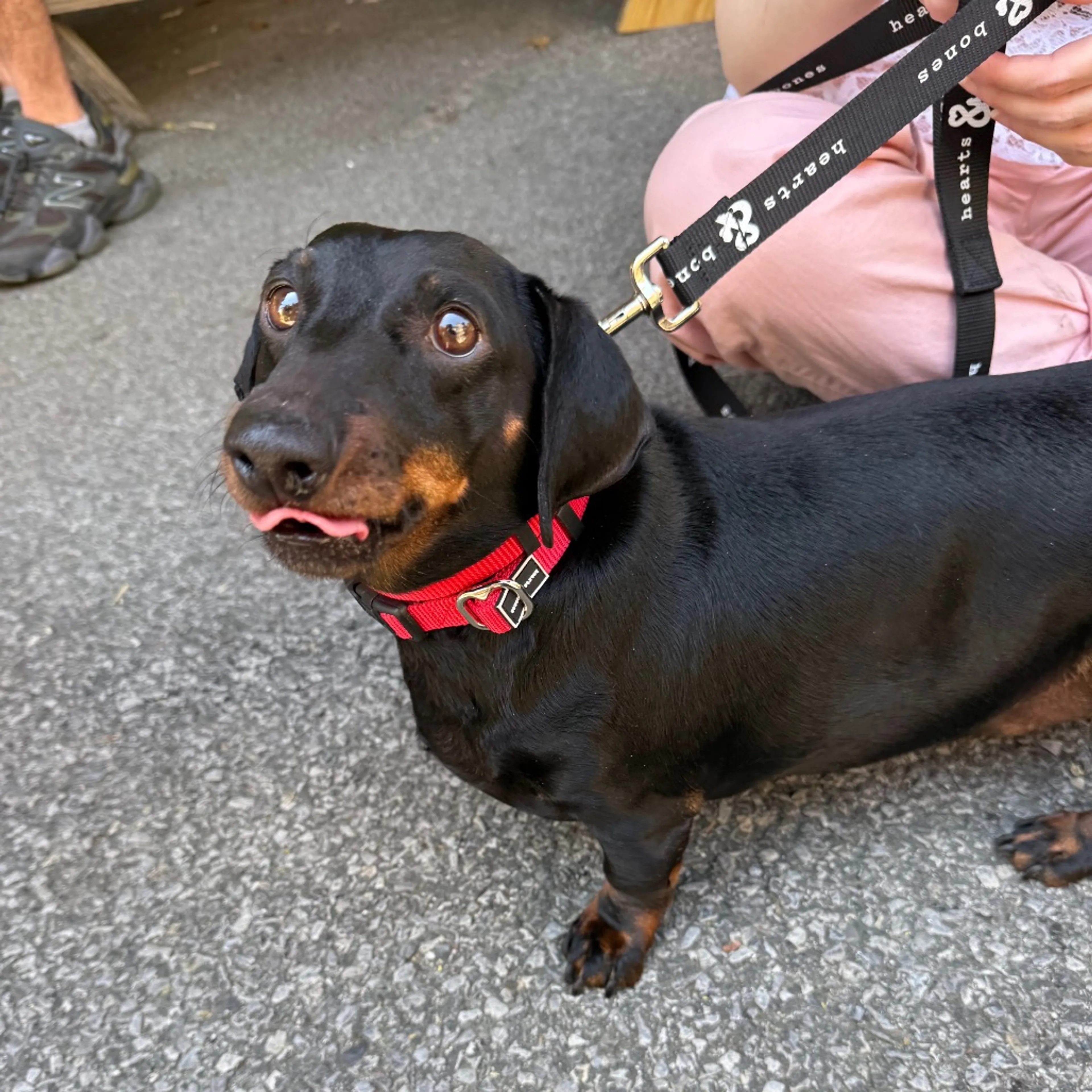Found pet-4