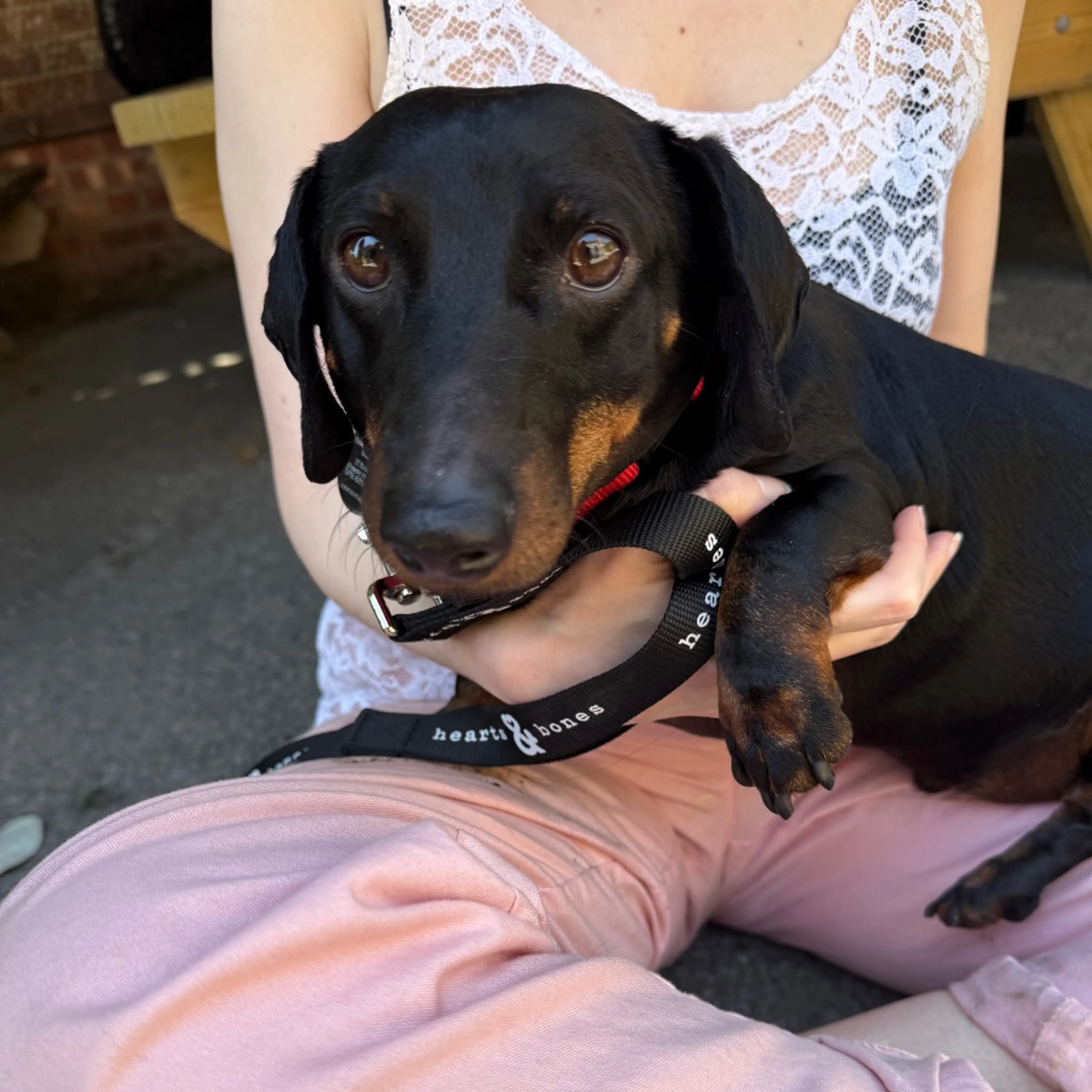 Found pet-5