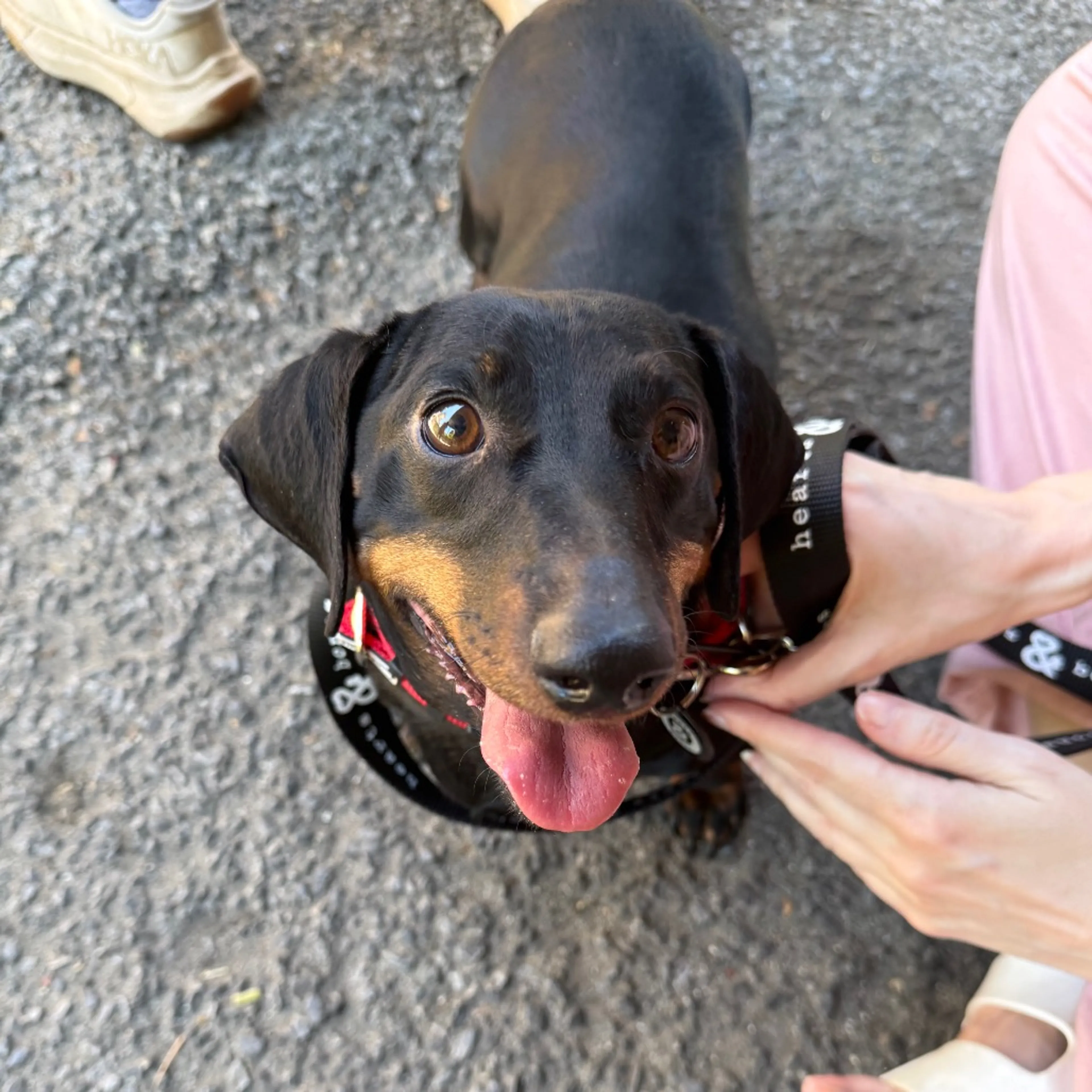 Found pet-3