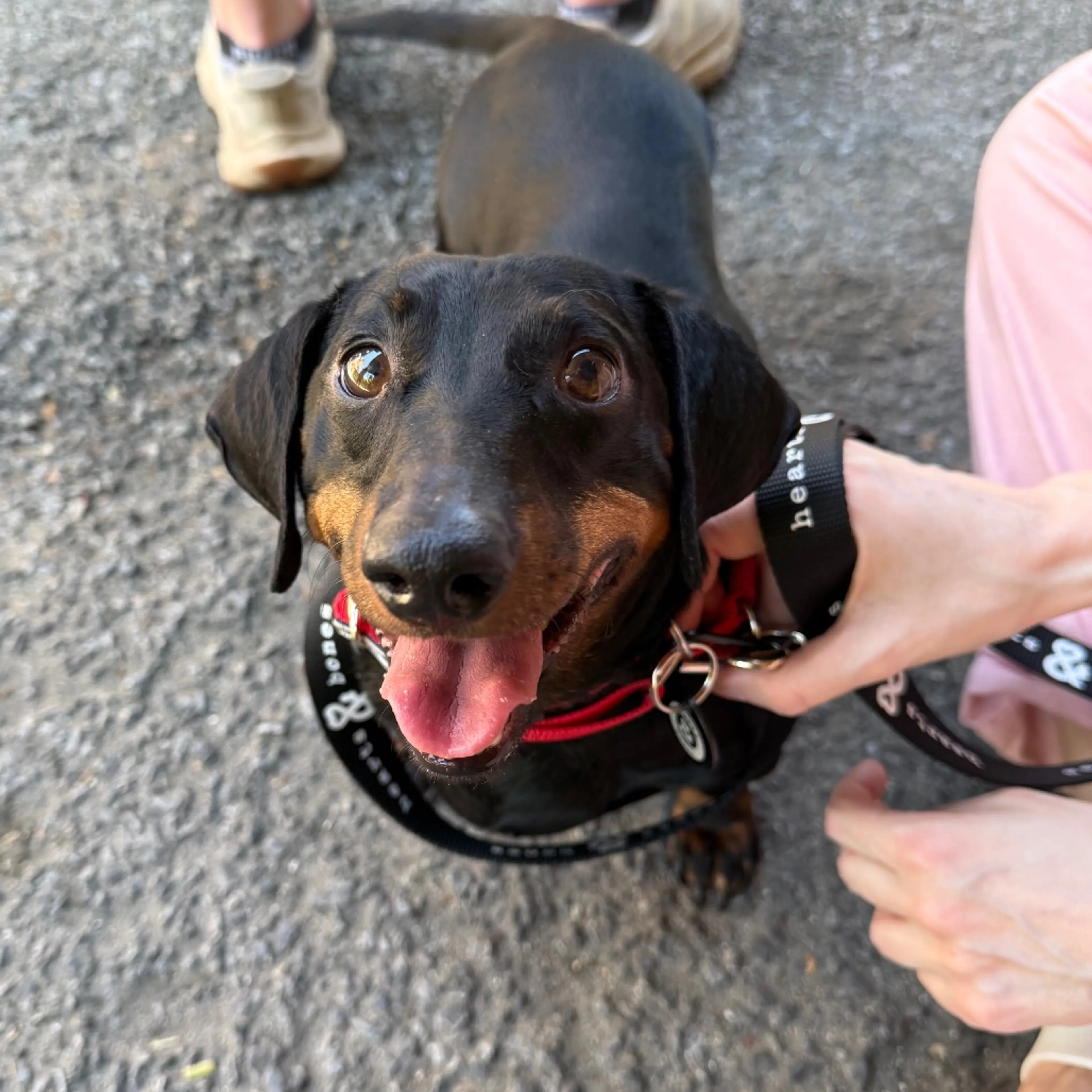 Found pet-1
