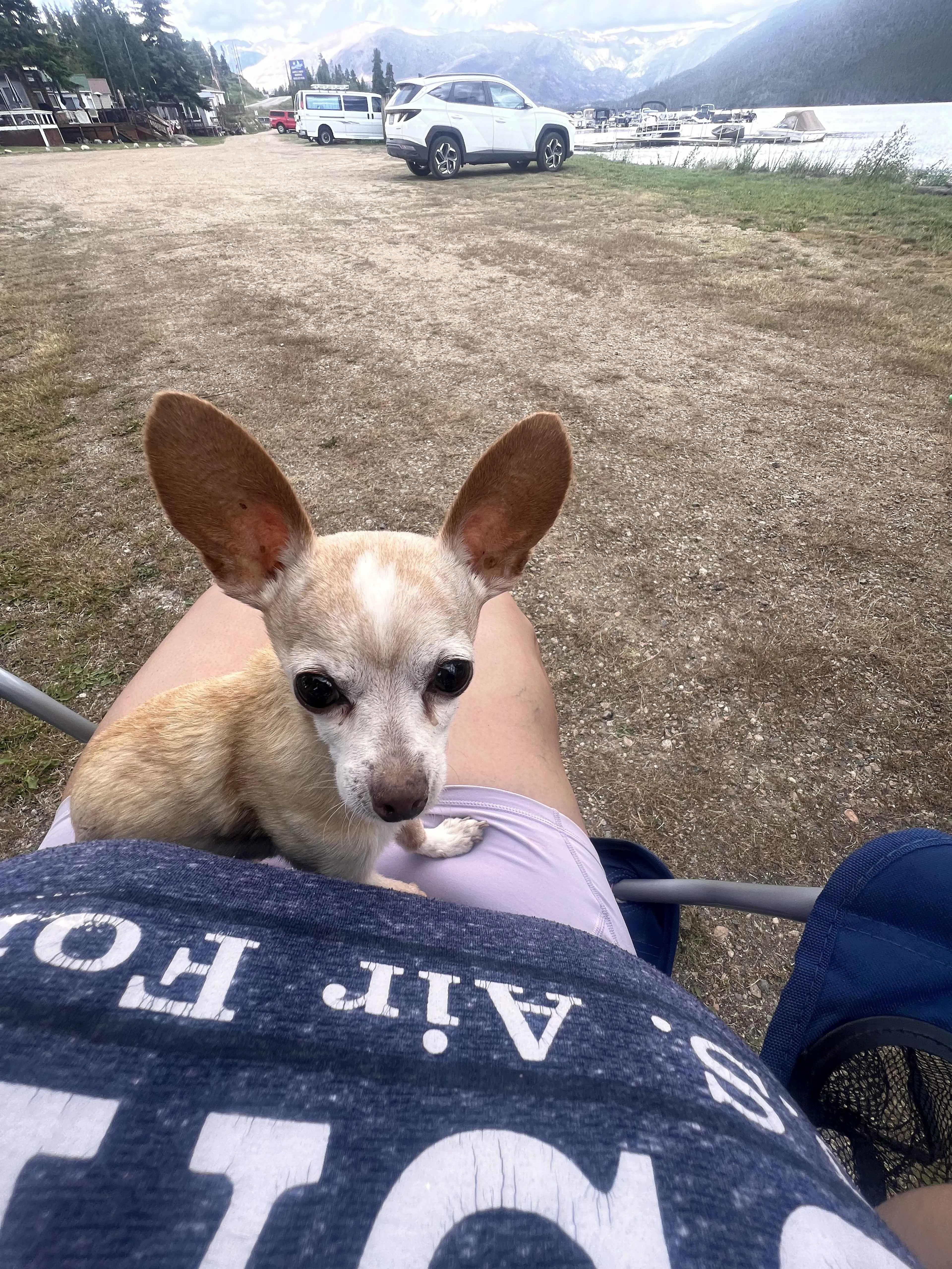 Lost pet-1