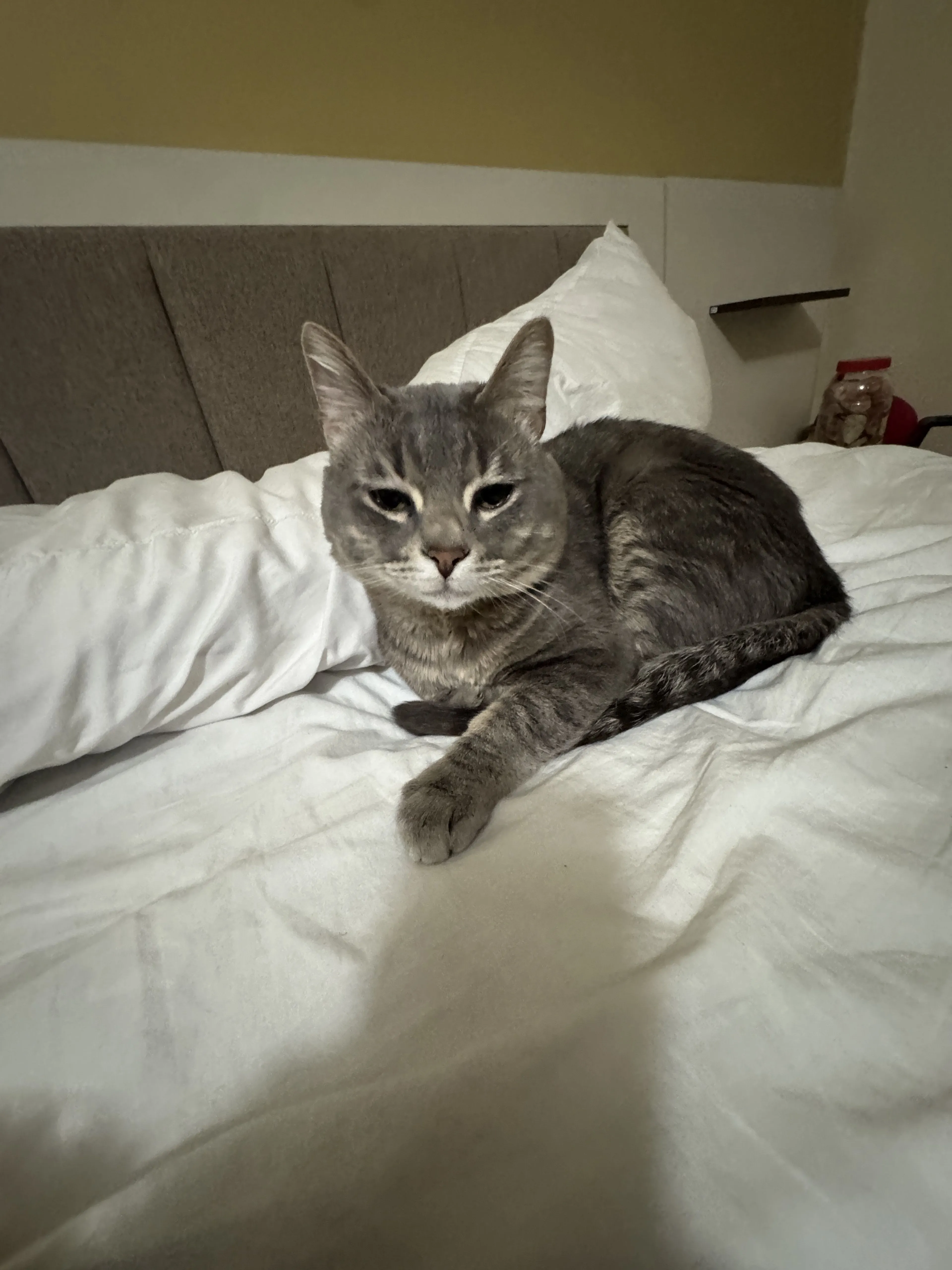 Lost pet-1