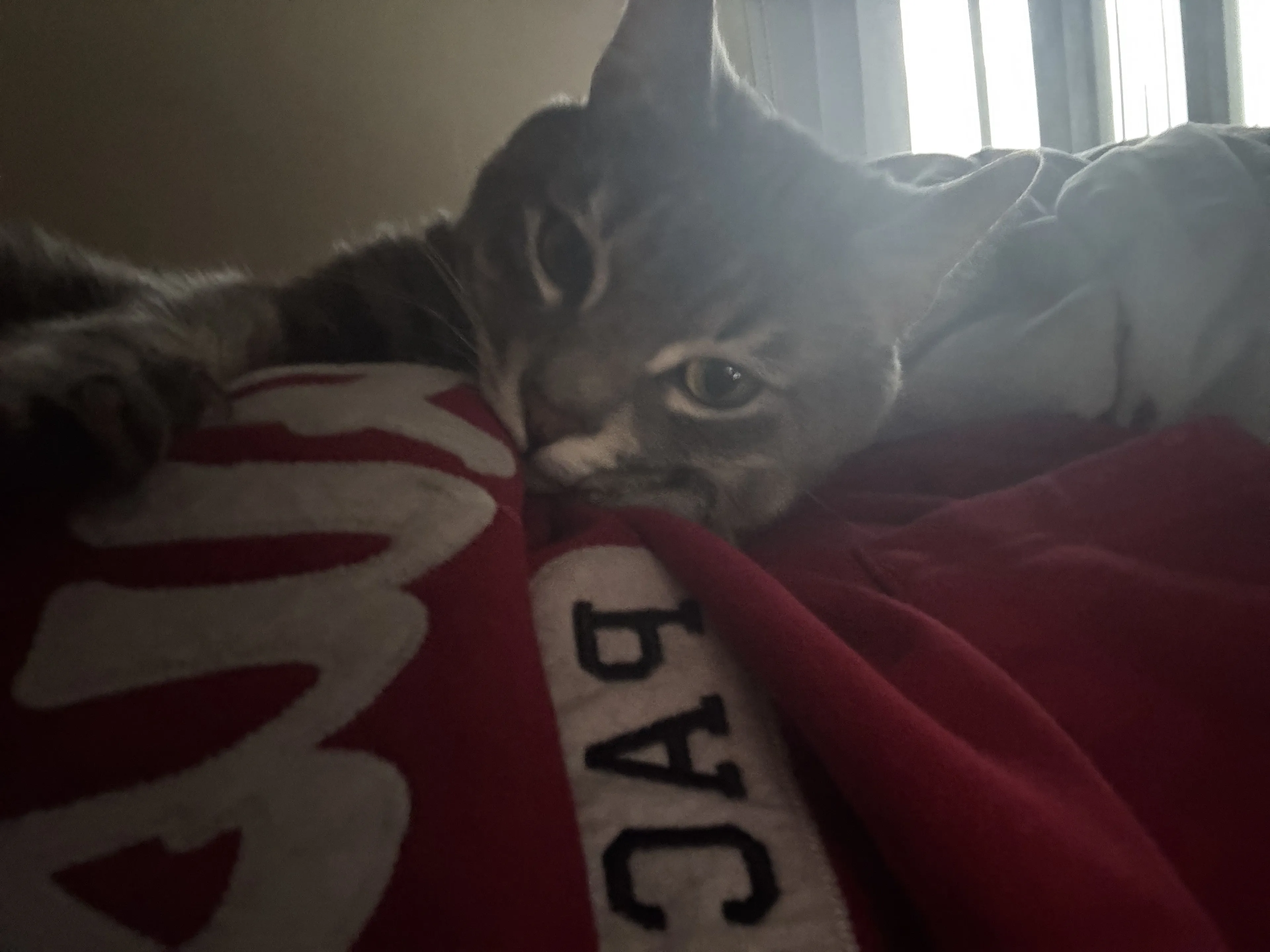 Lost pet-3