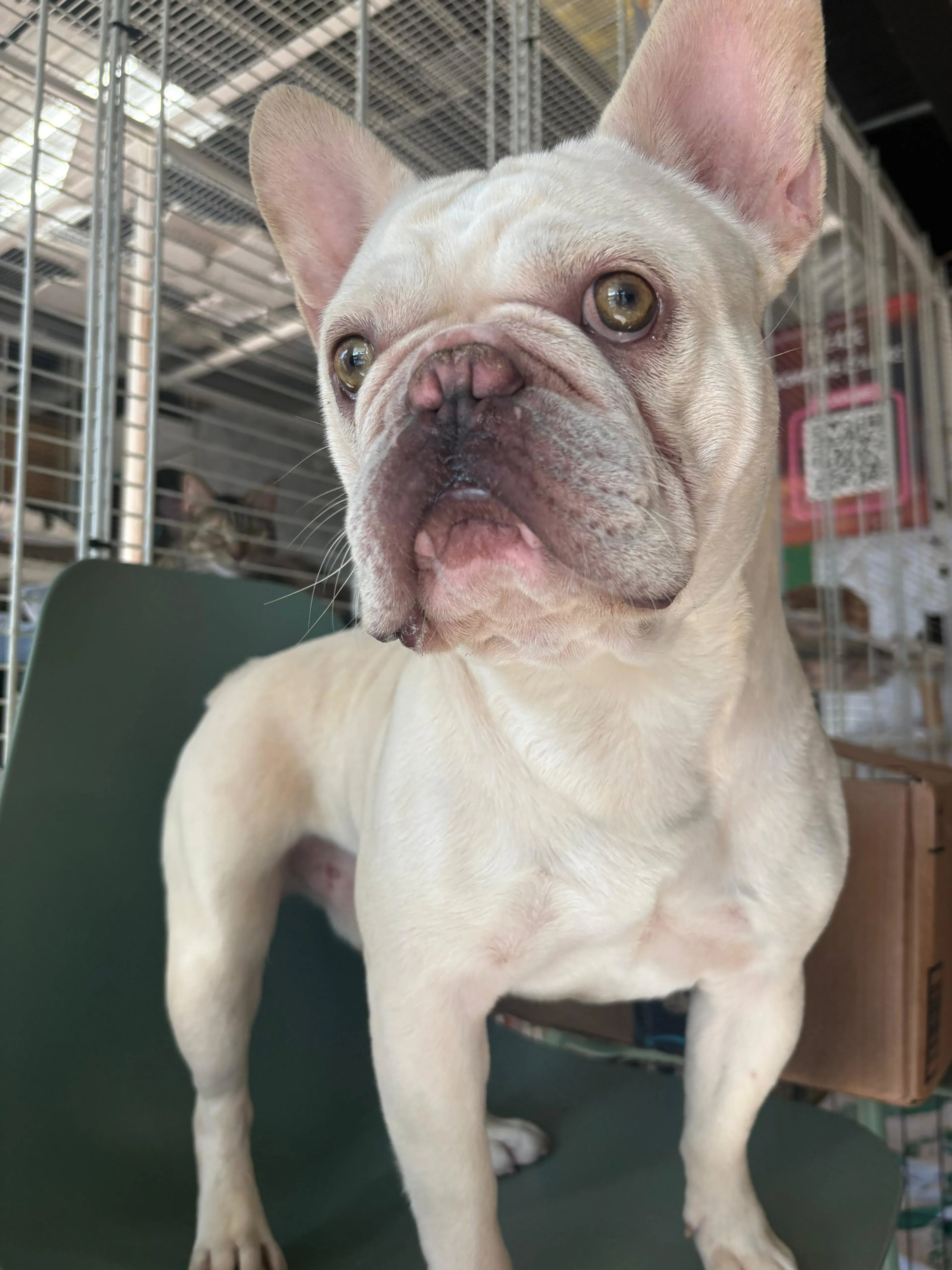 Found pet-1