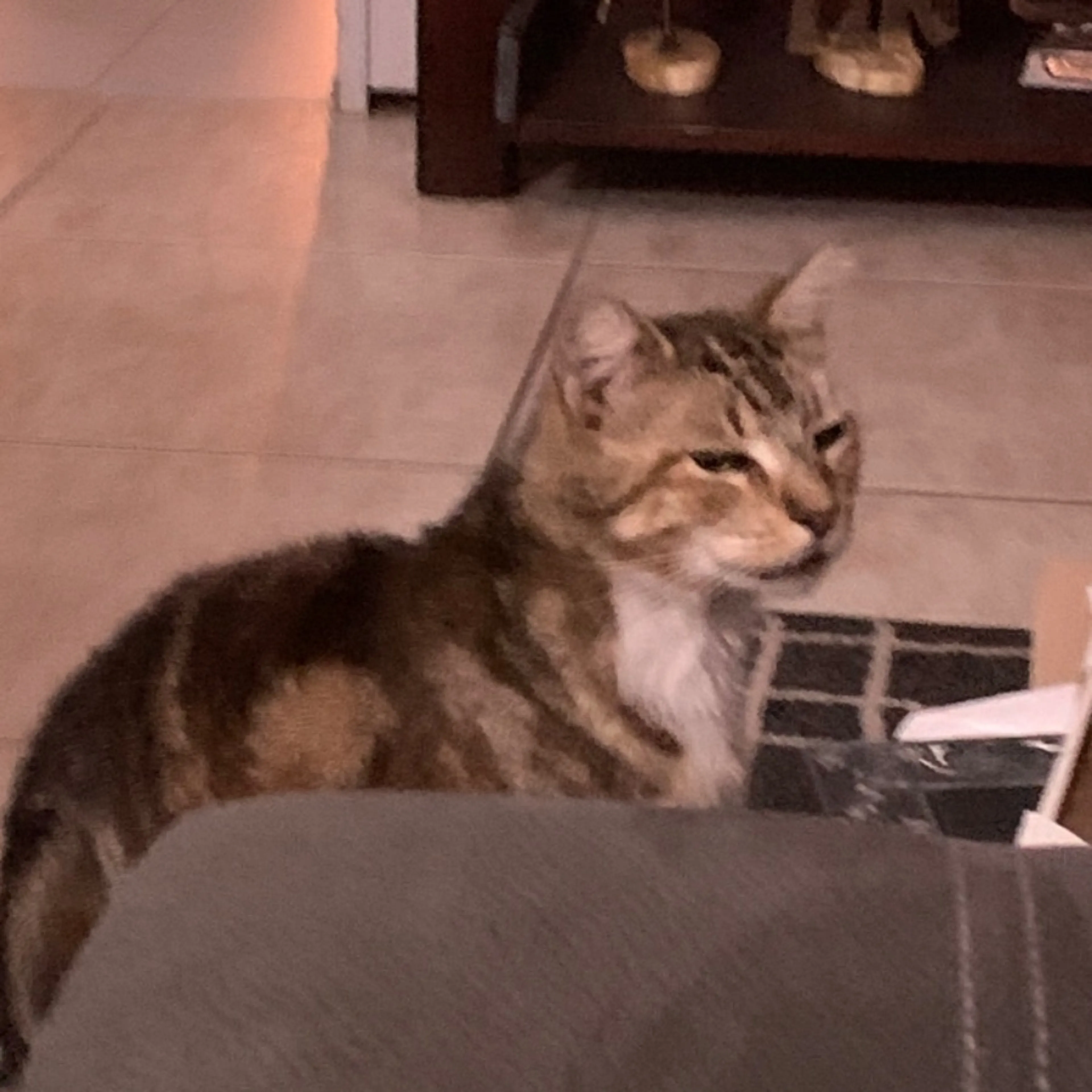 Lost pet