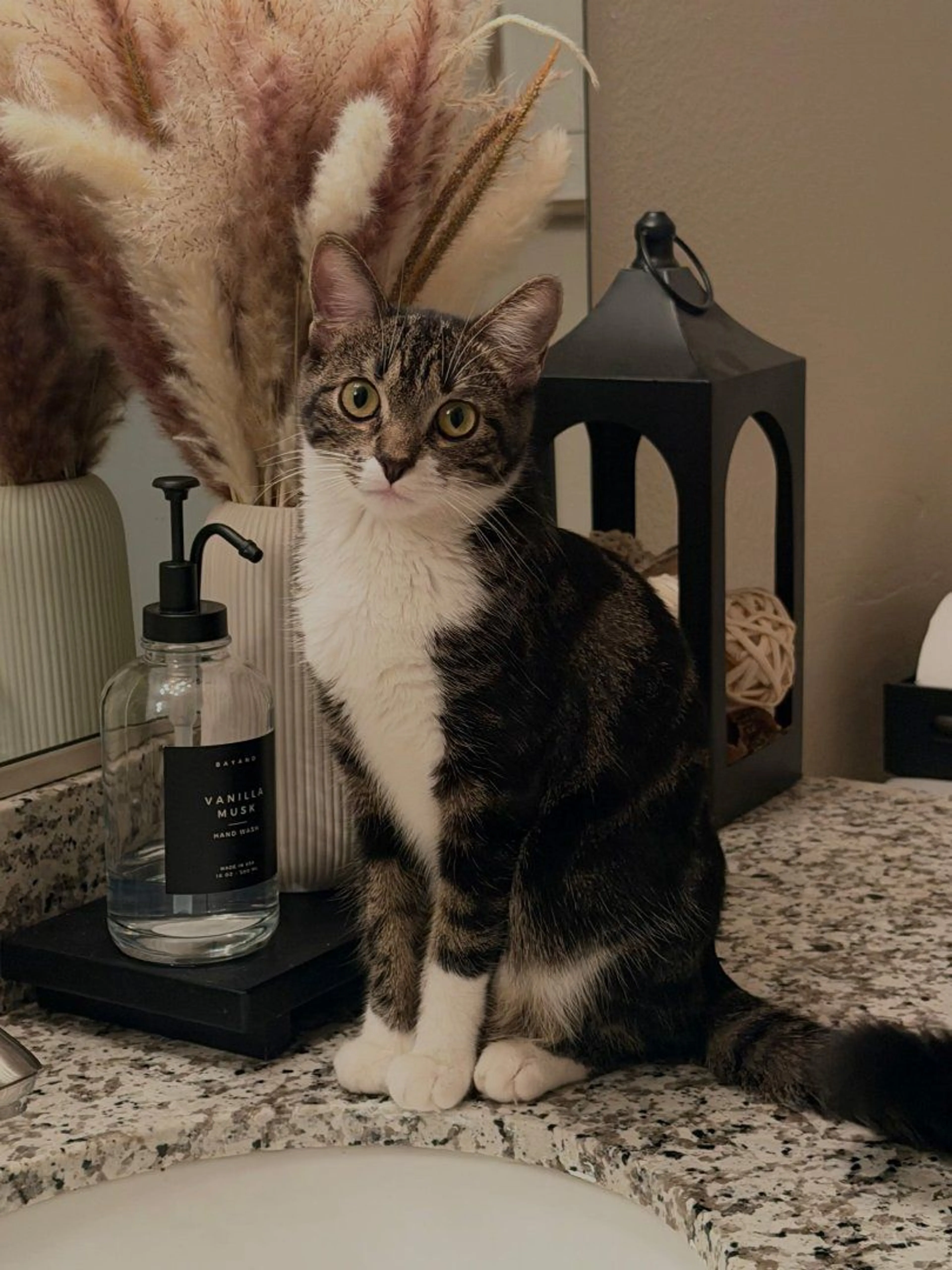 Lost pet