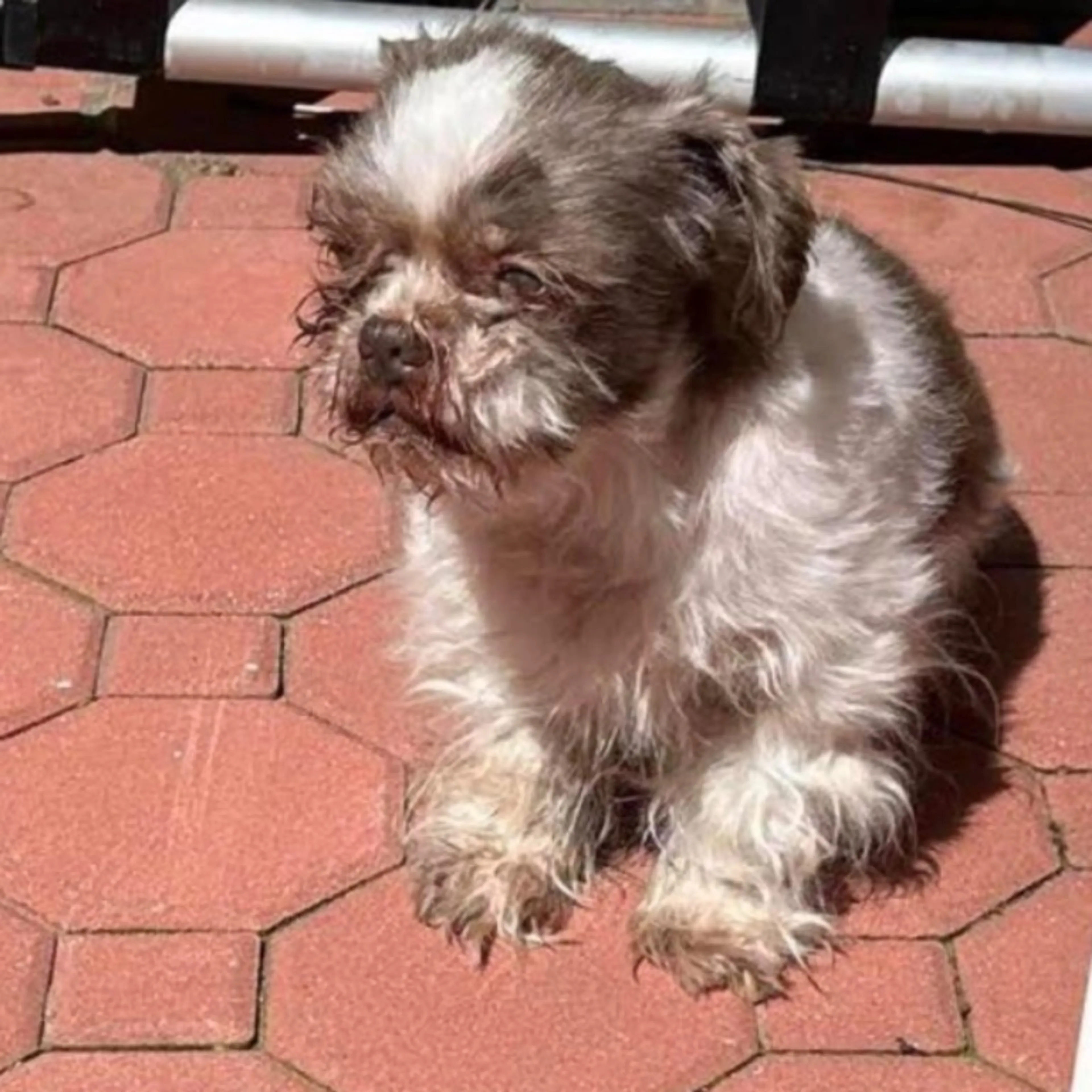 Lost pet