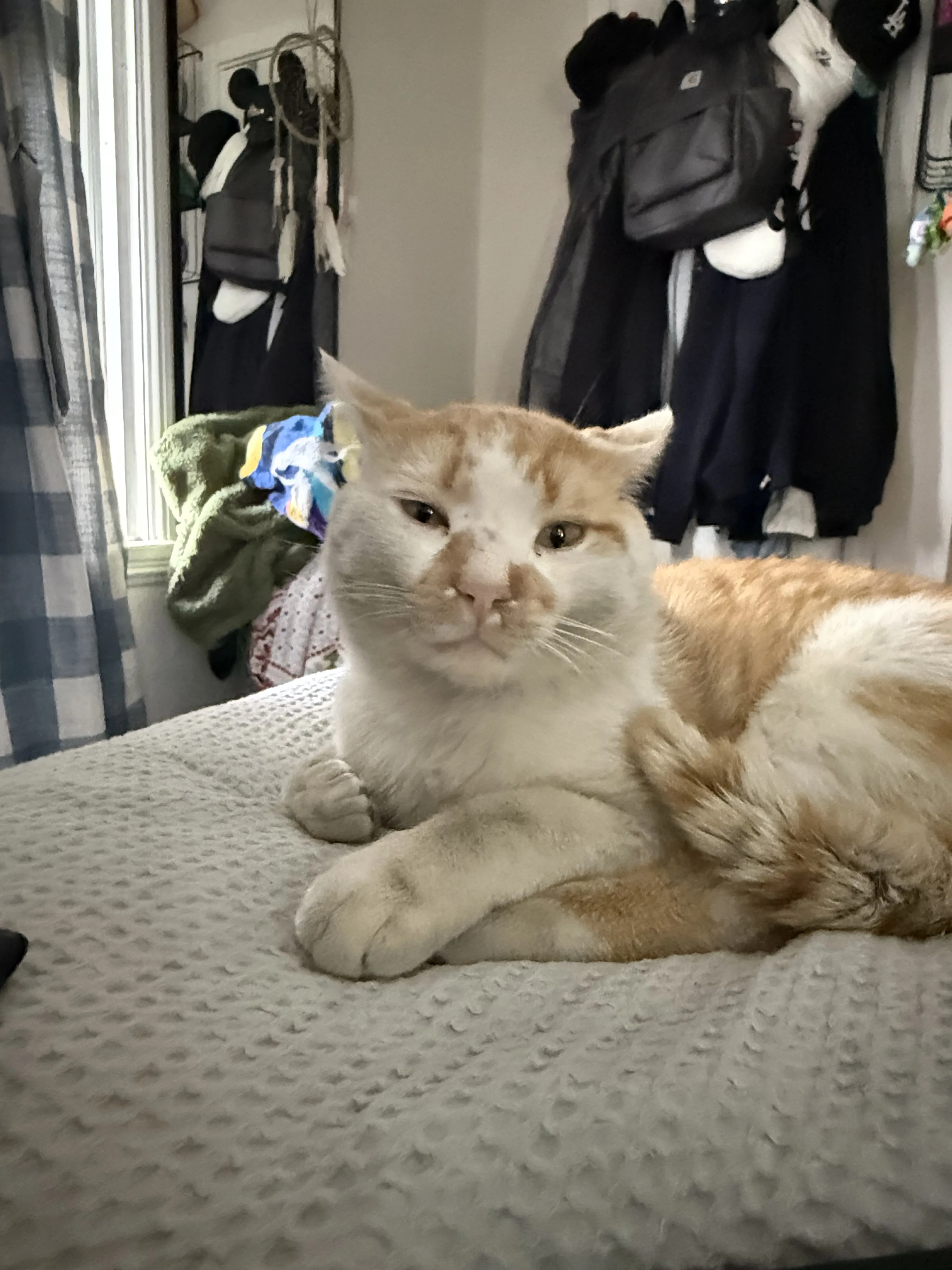 Lost pet