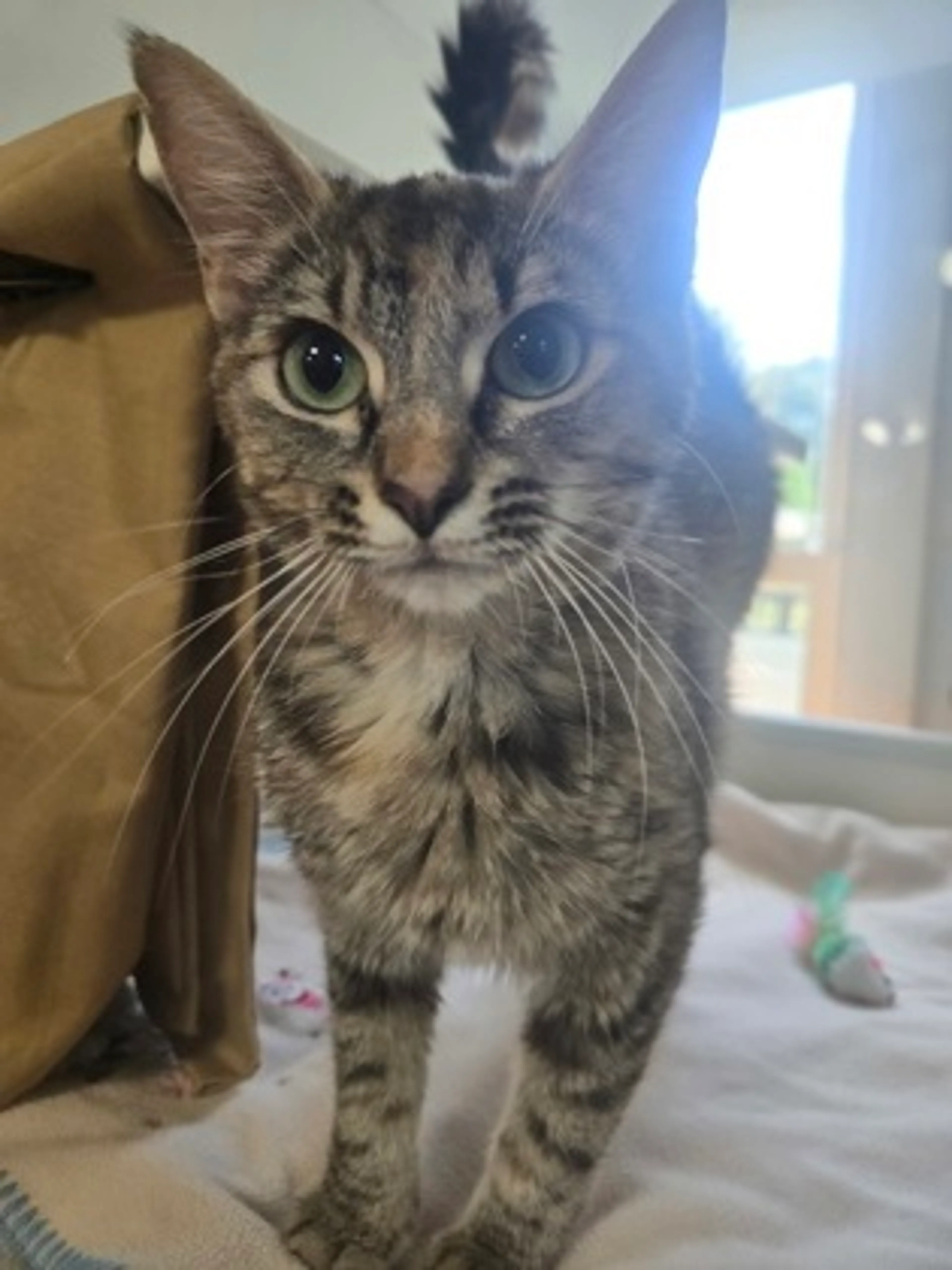 Found pet-0