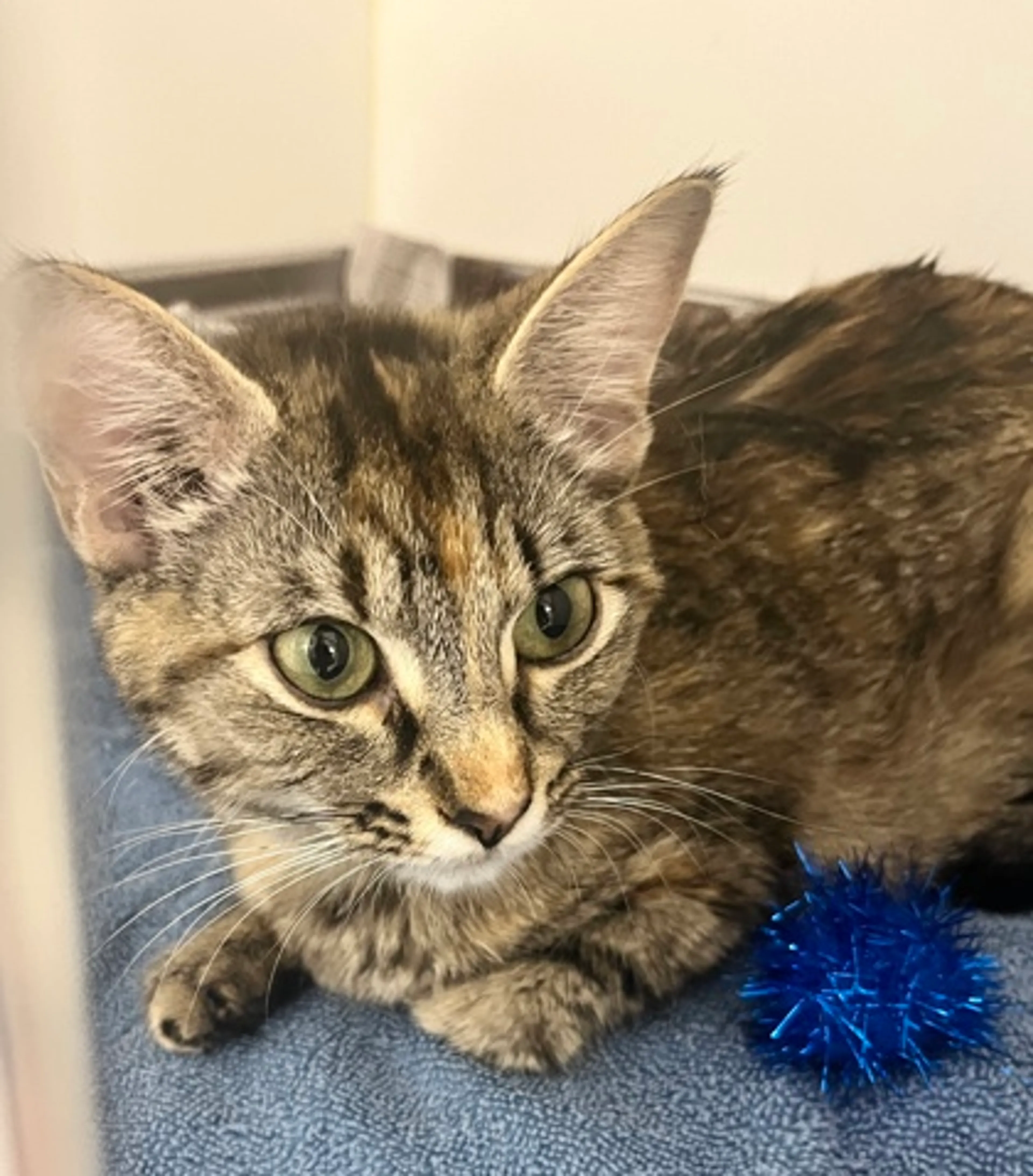 Found pet-2