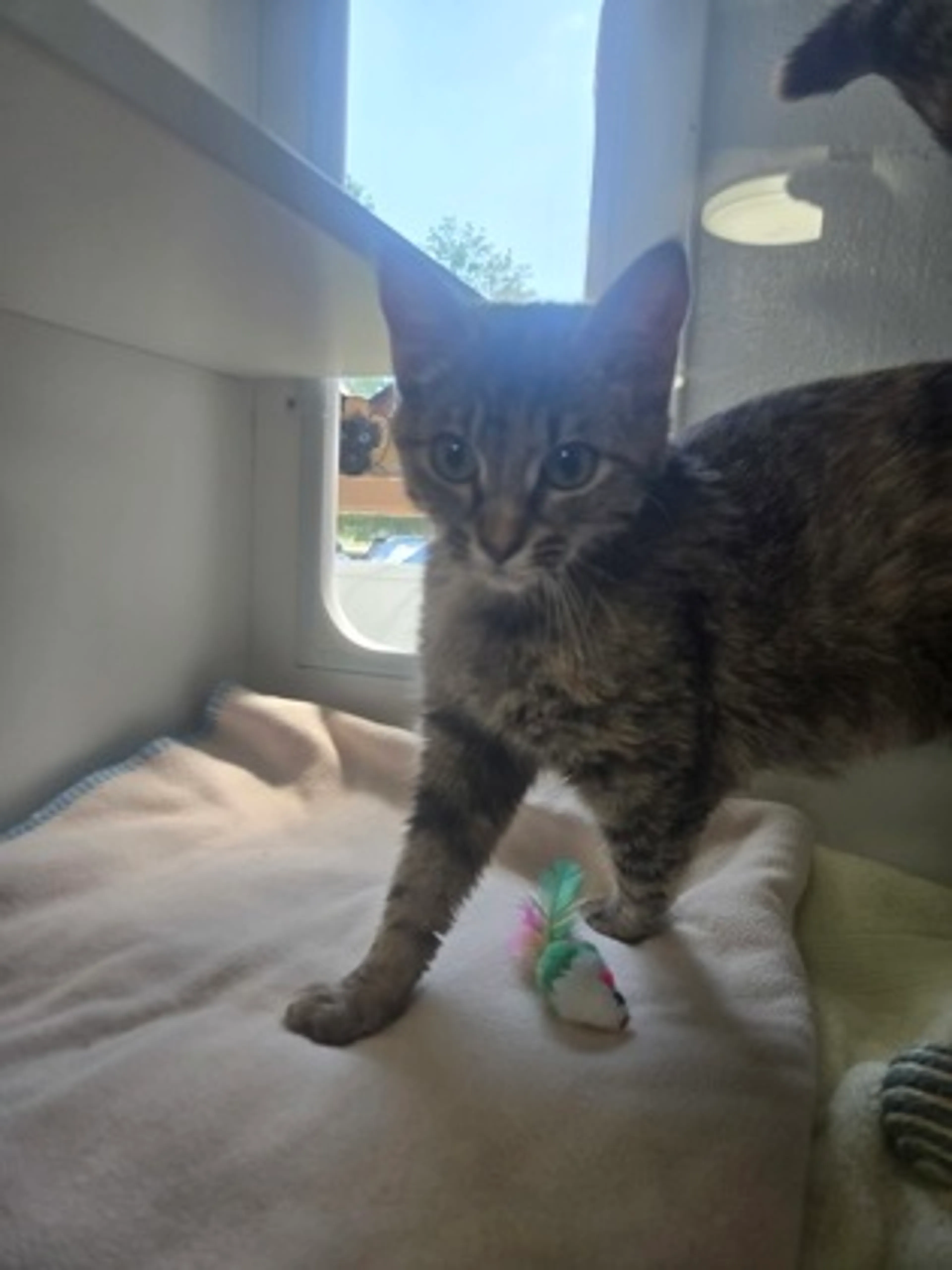 Found pet-1