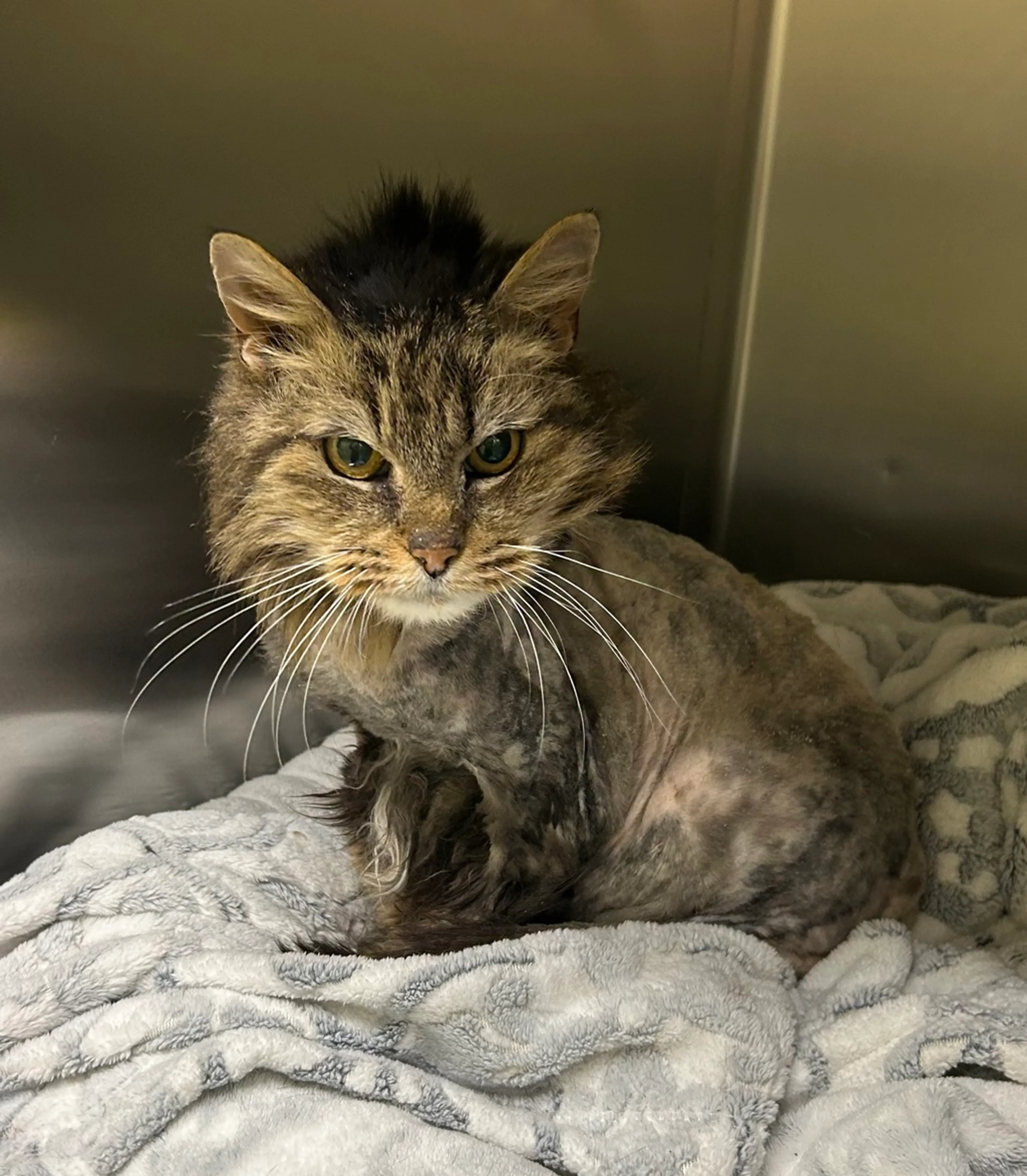 Found pet