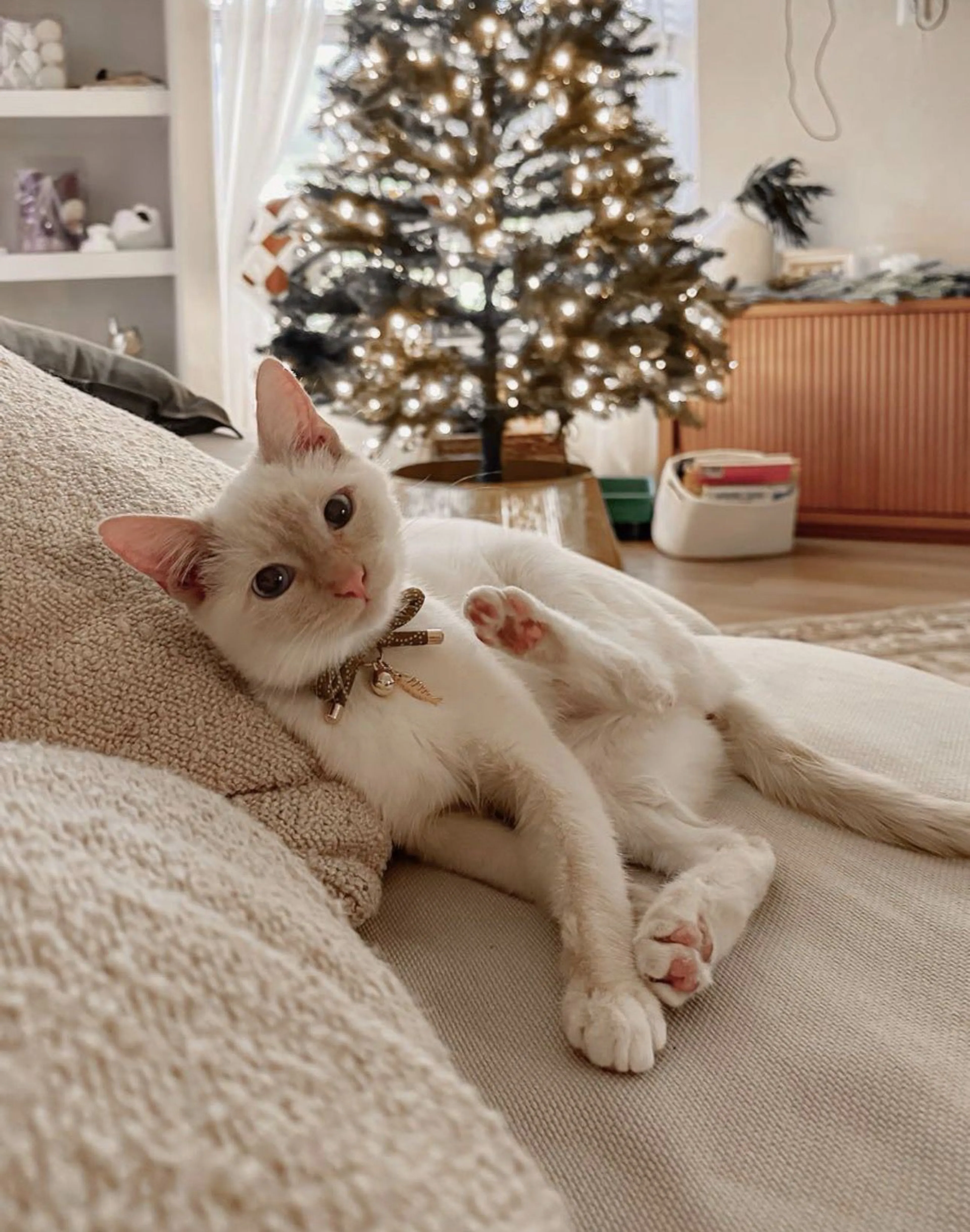 Lost pet-3