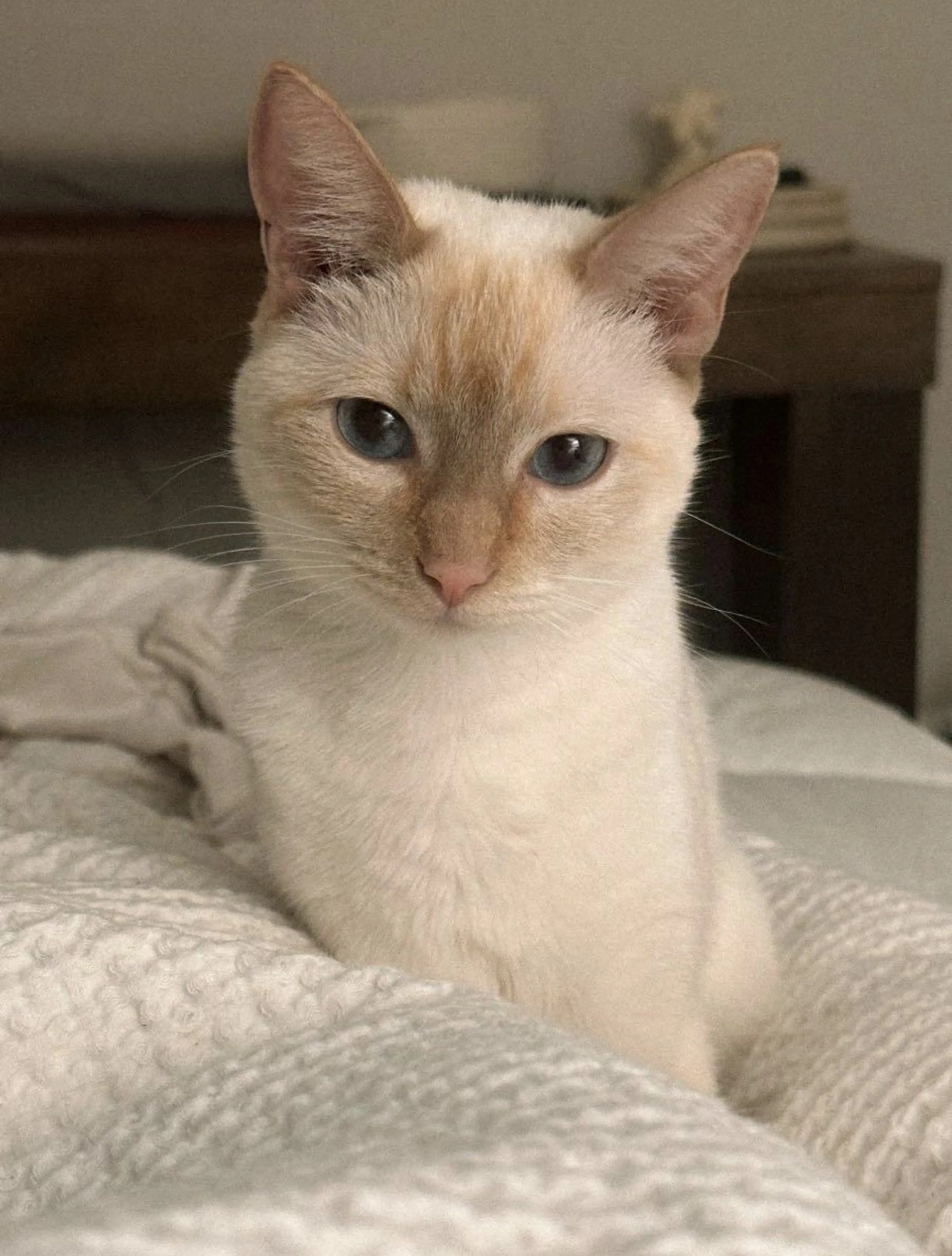 Lost pet-0